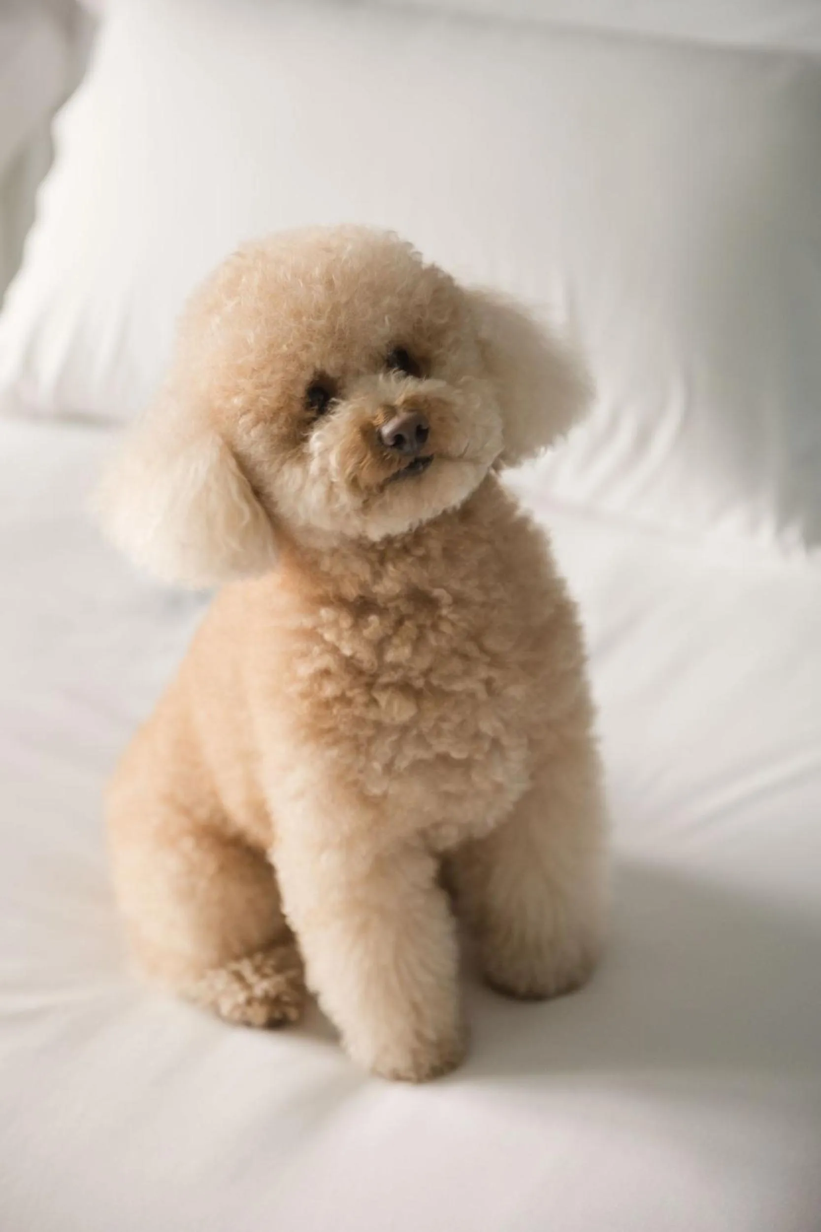 pet friendly in Pamplona Catedral Hotel