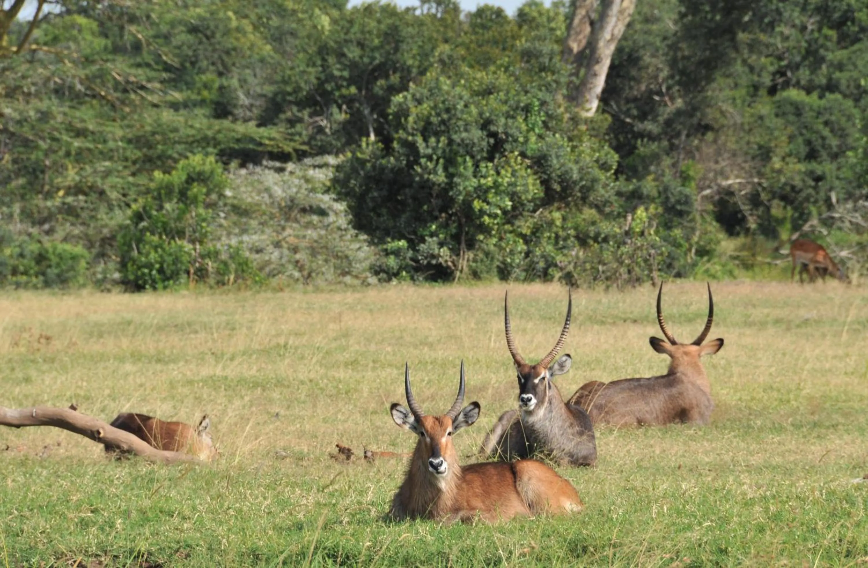 Animals in Sweetwaters Serena Camp