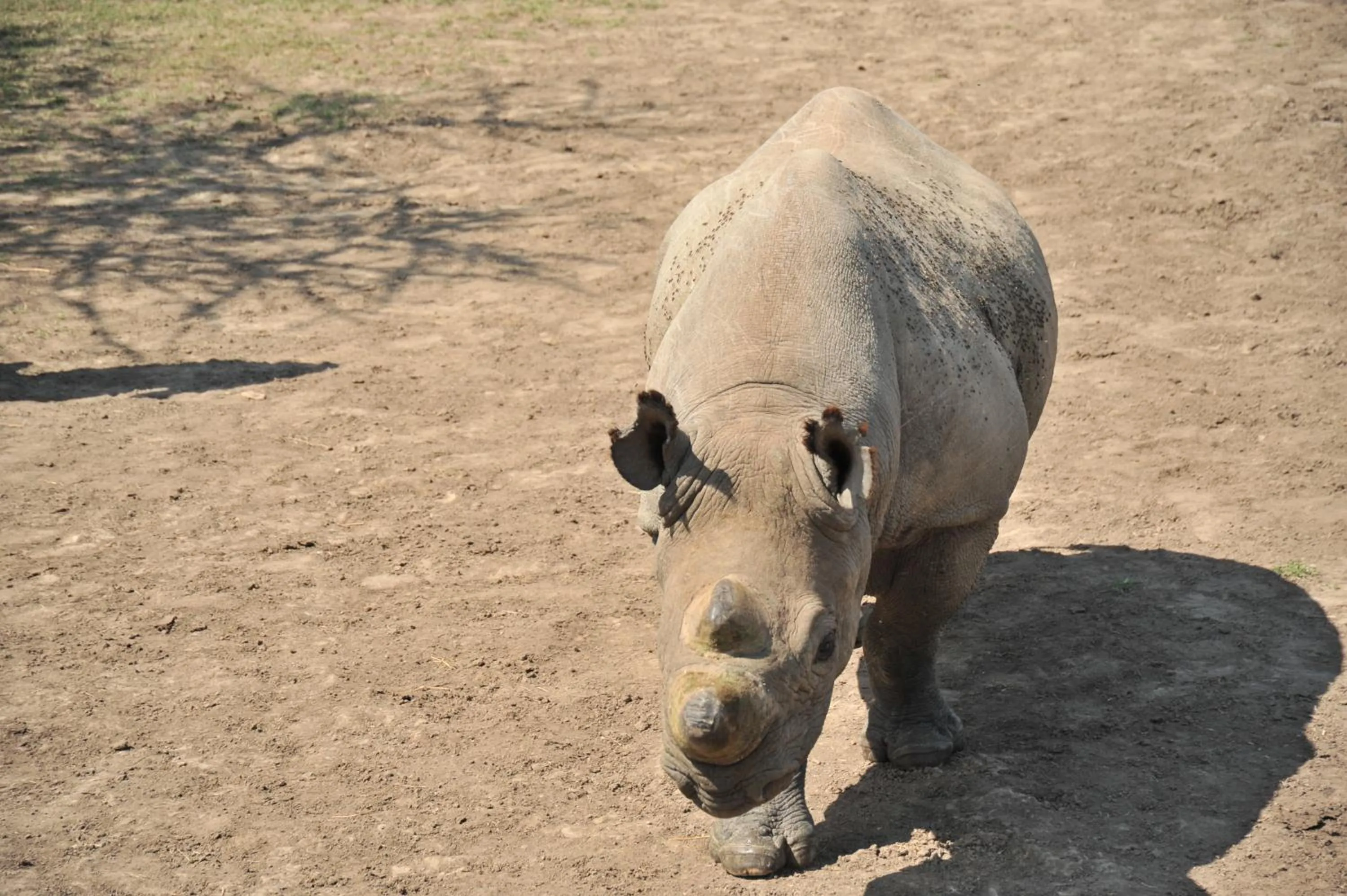 Animals in Sweetwaters Serena Camp