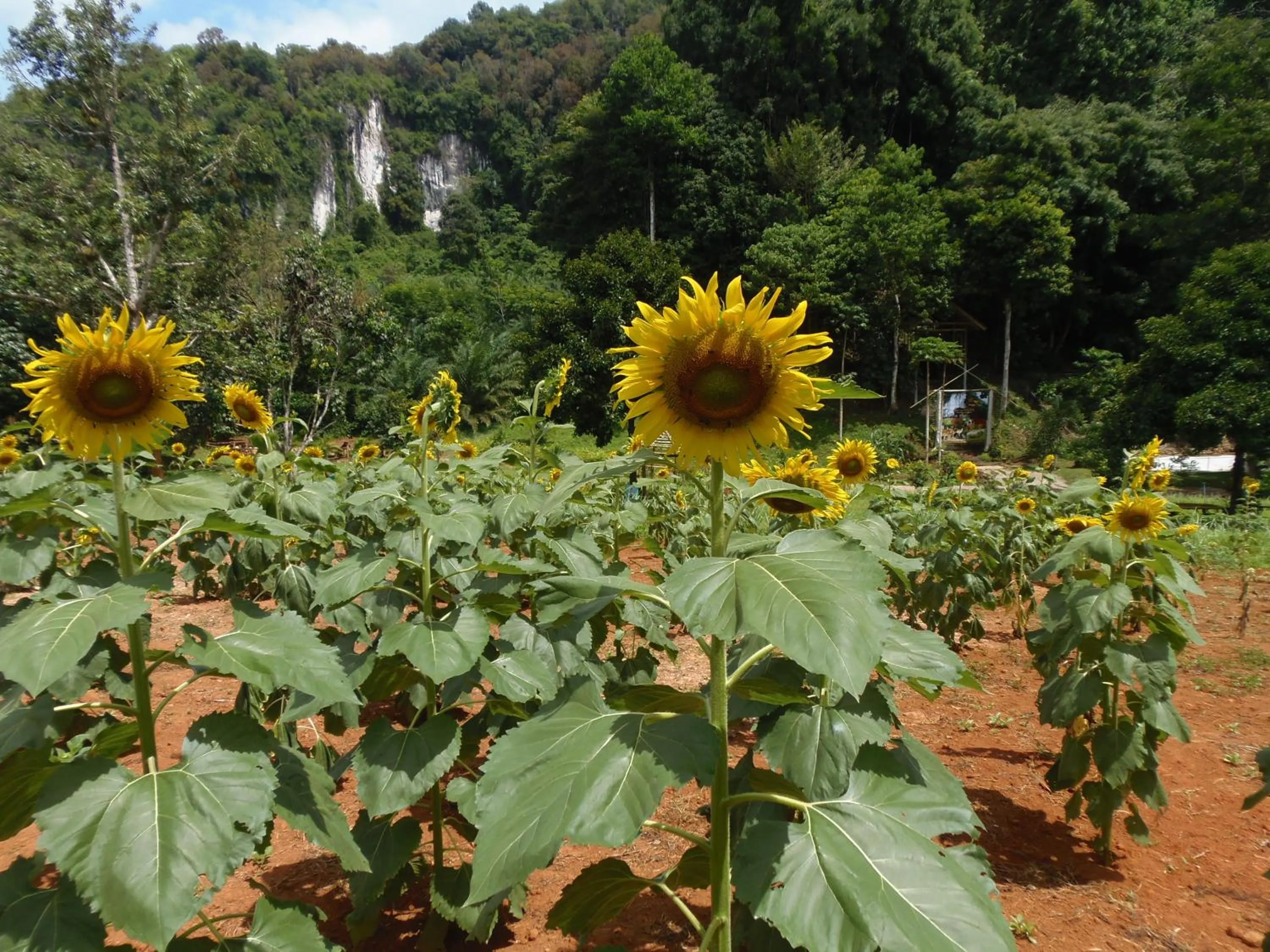Neighbourhood in Takhun Mountain View