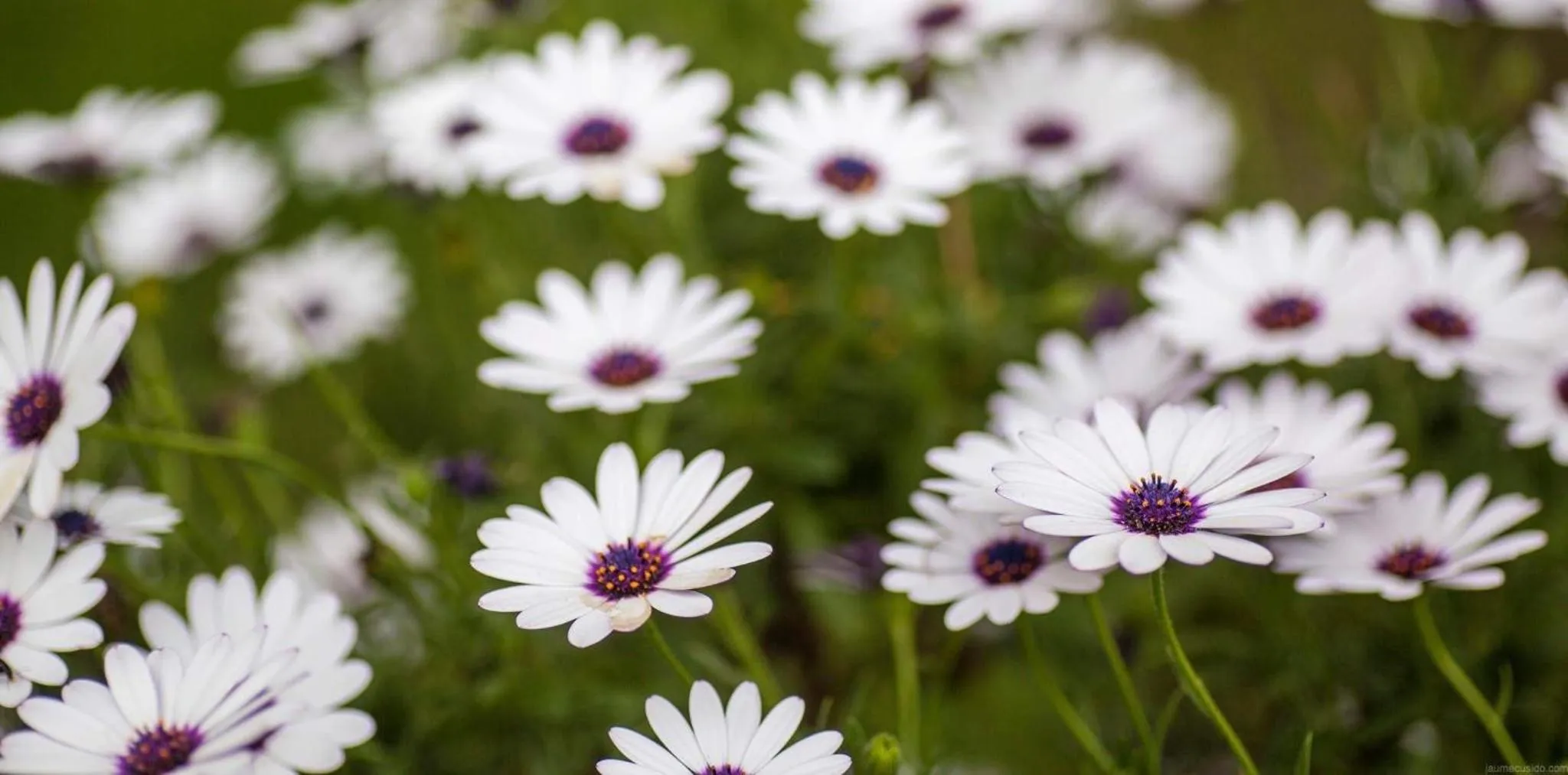 Decorative detail in Hotel Mas Rabiol -Emporda-Only Adults-Eco Hotel