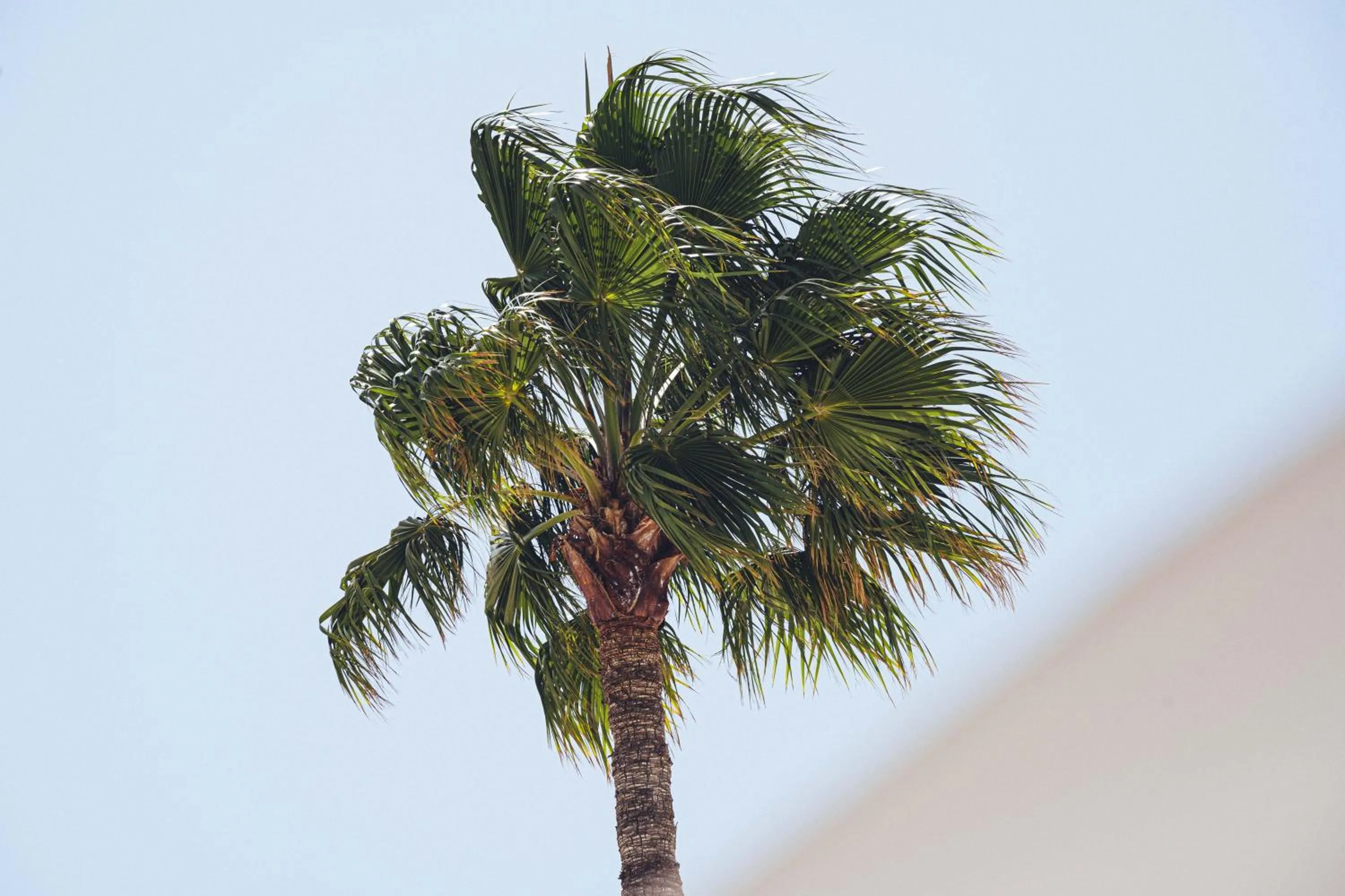 Day in Guinate Club Apartamentos