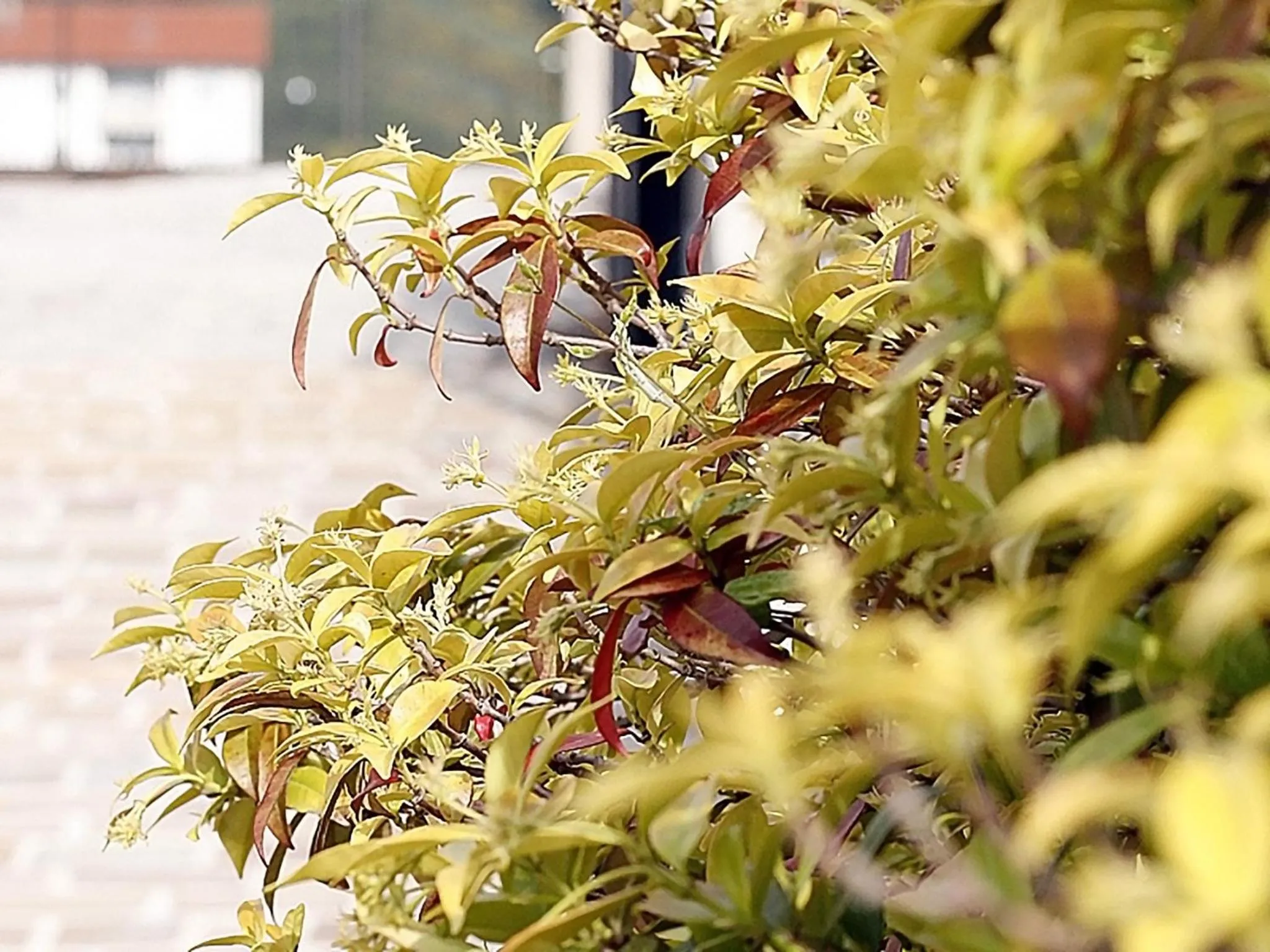 Garden view in Ostello Villafranca