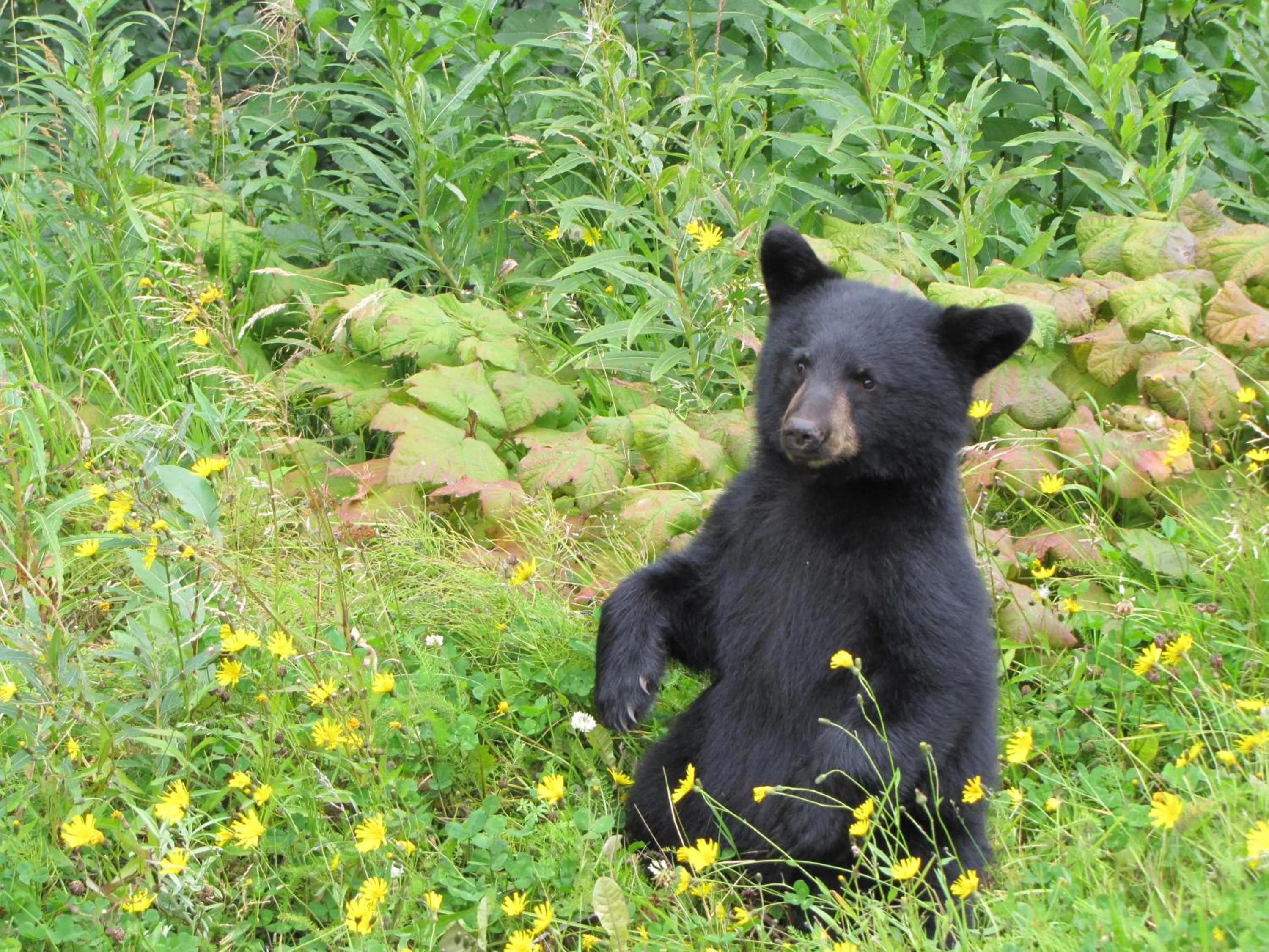 Animals in Guesthouse Austria