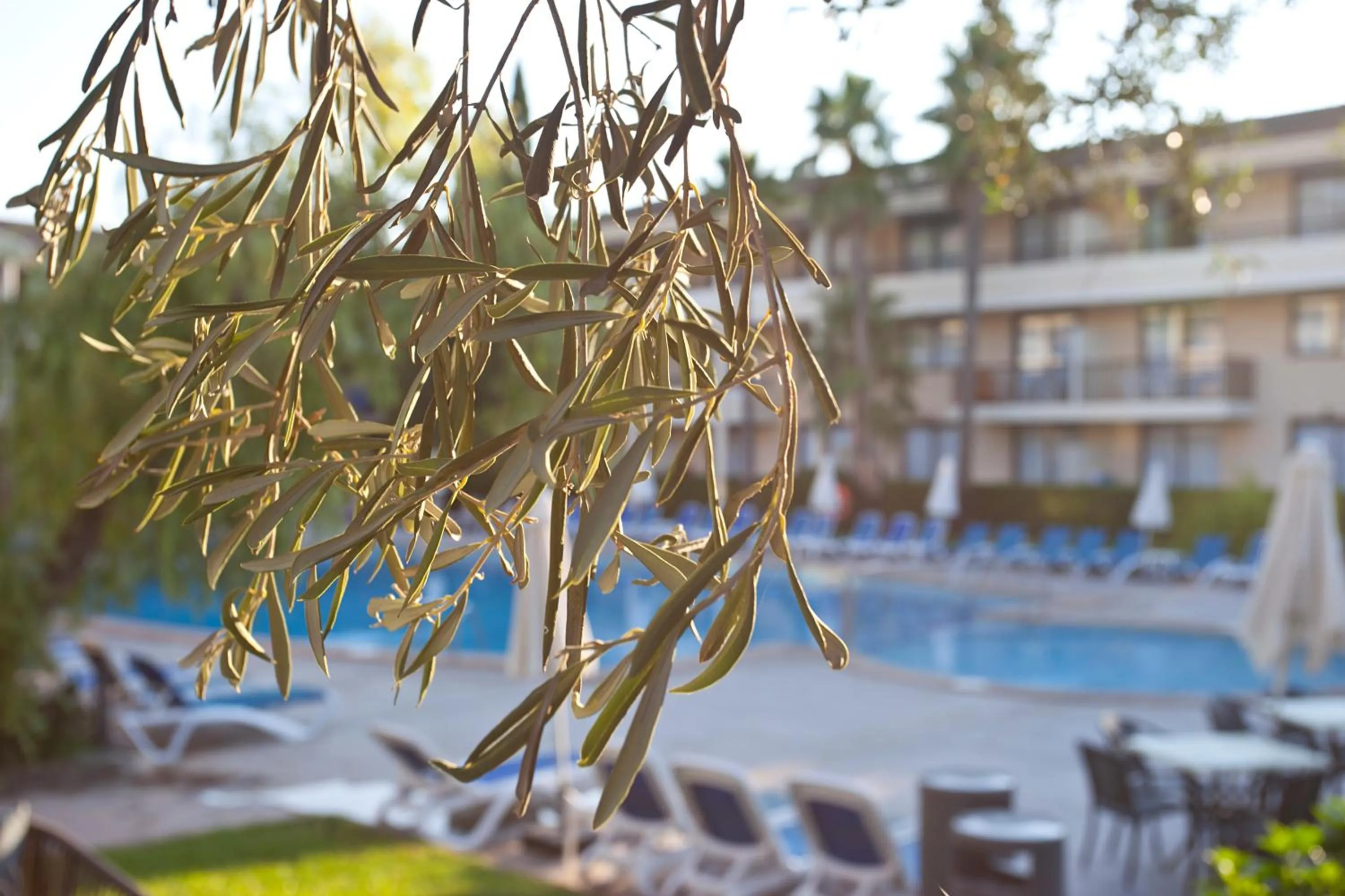 Swimming pool in Hotel Bahia Pollensa