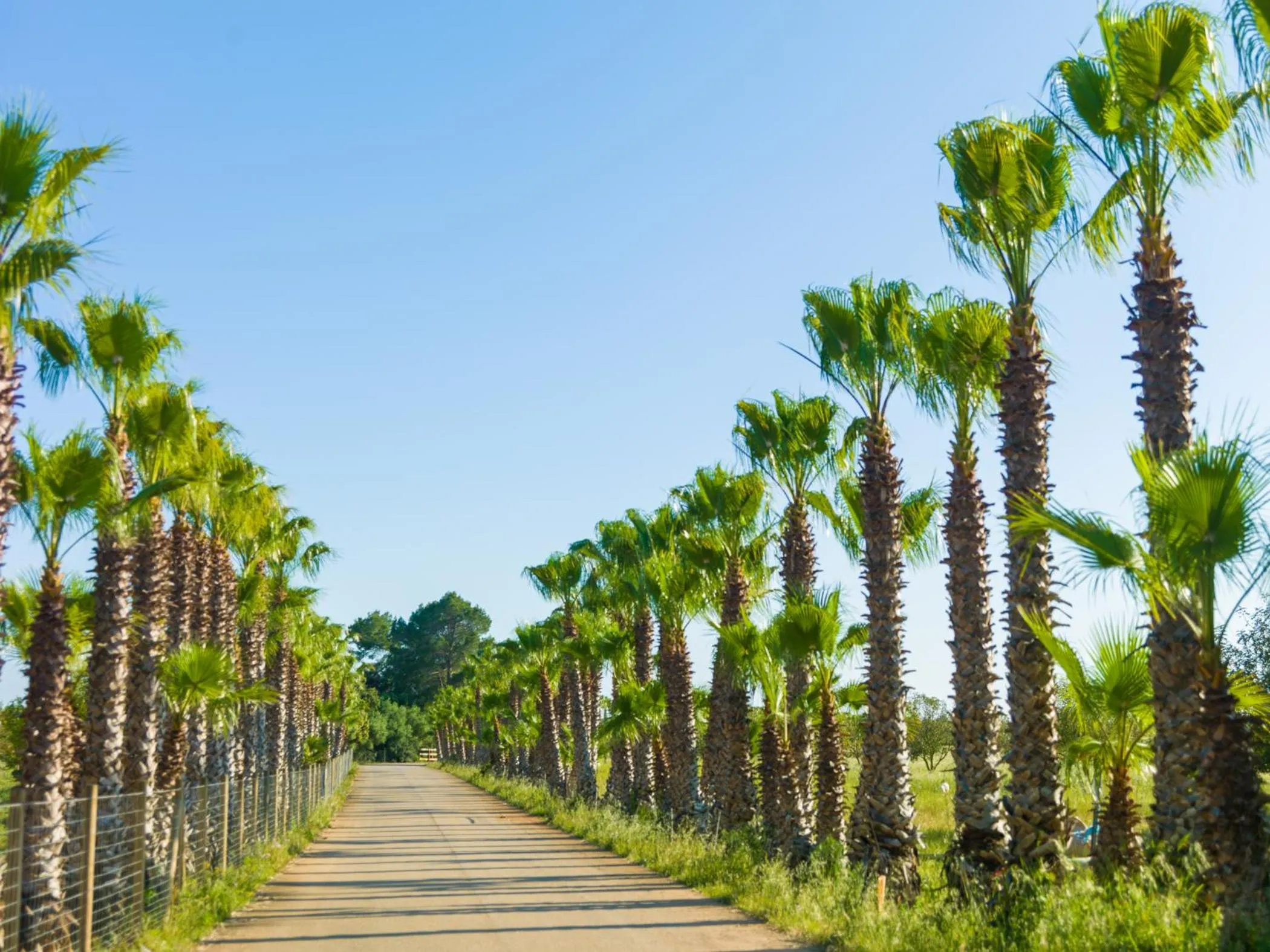 View (from property/room) in Sa Bassa Rotja Ecoturisme