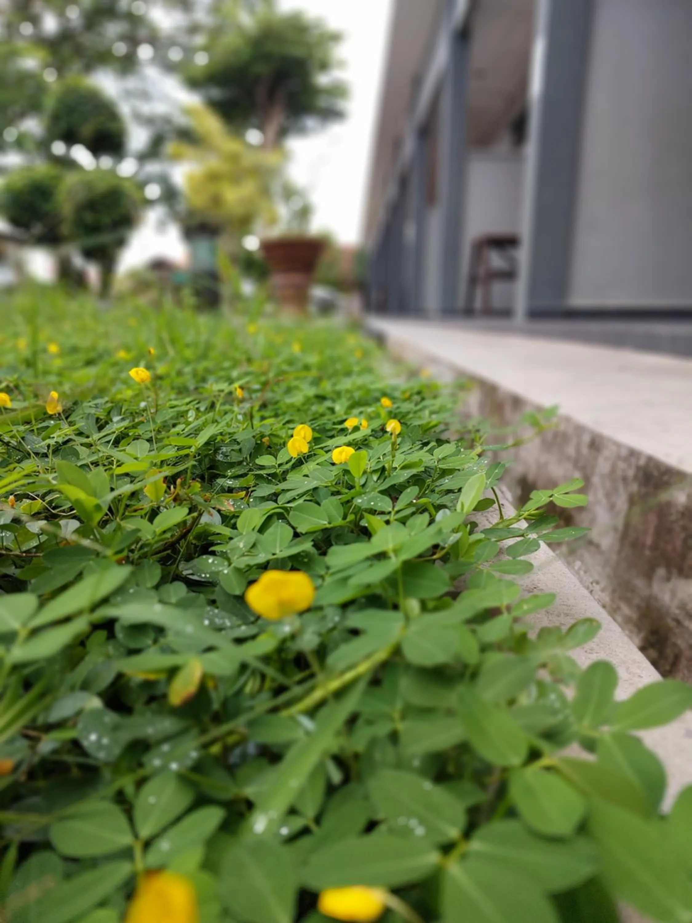 Day in Changlun Chalet