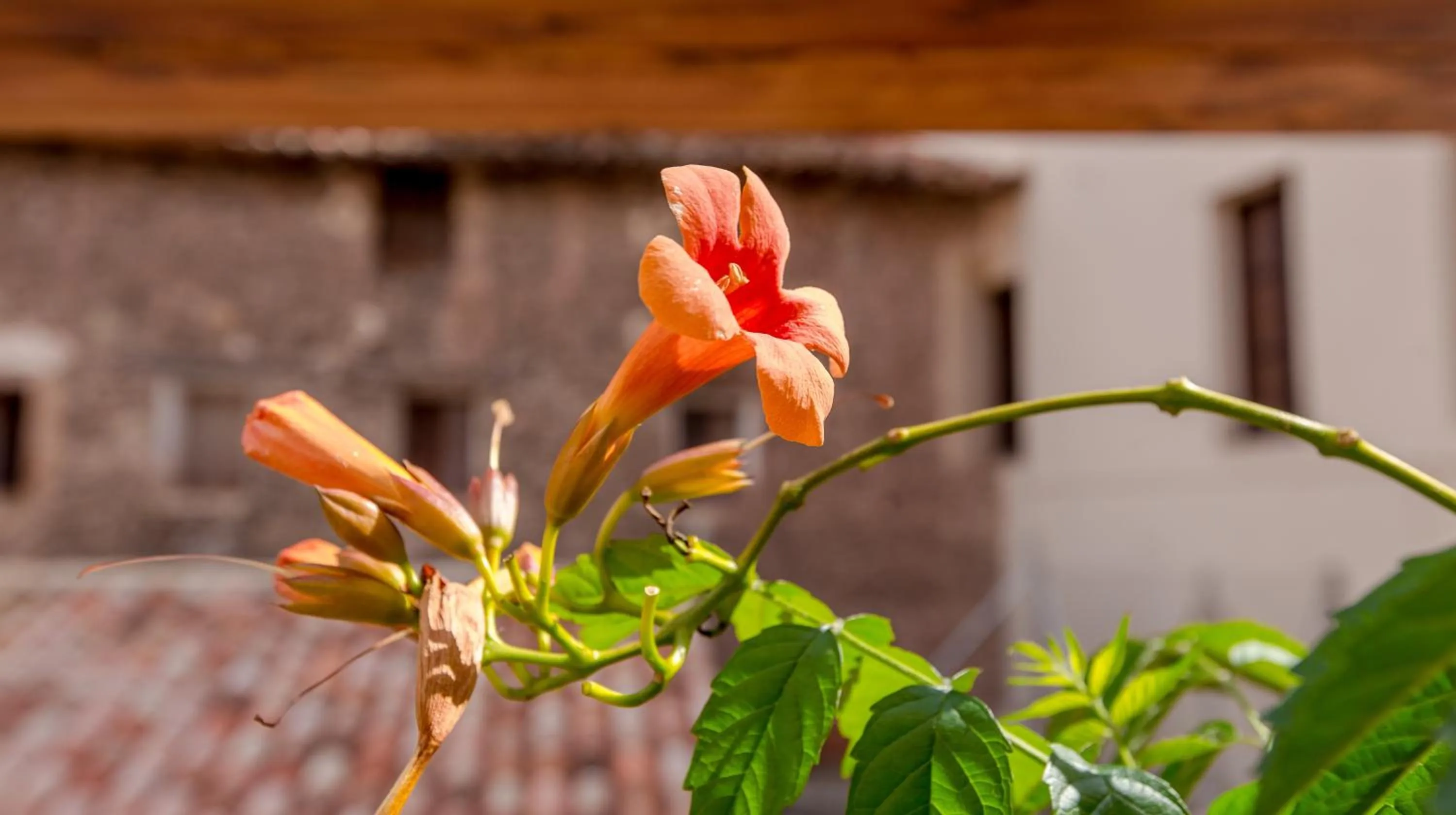 Balcony/Terrace in Hotel Jaime I