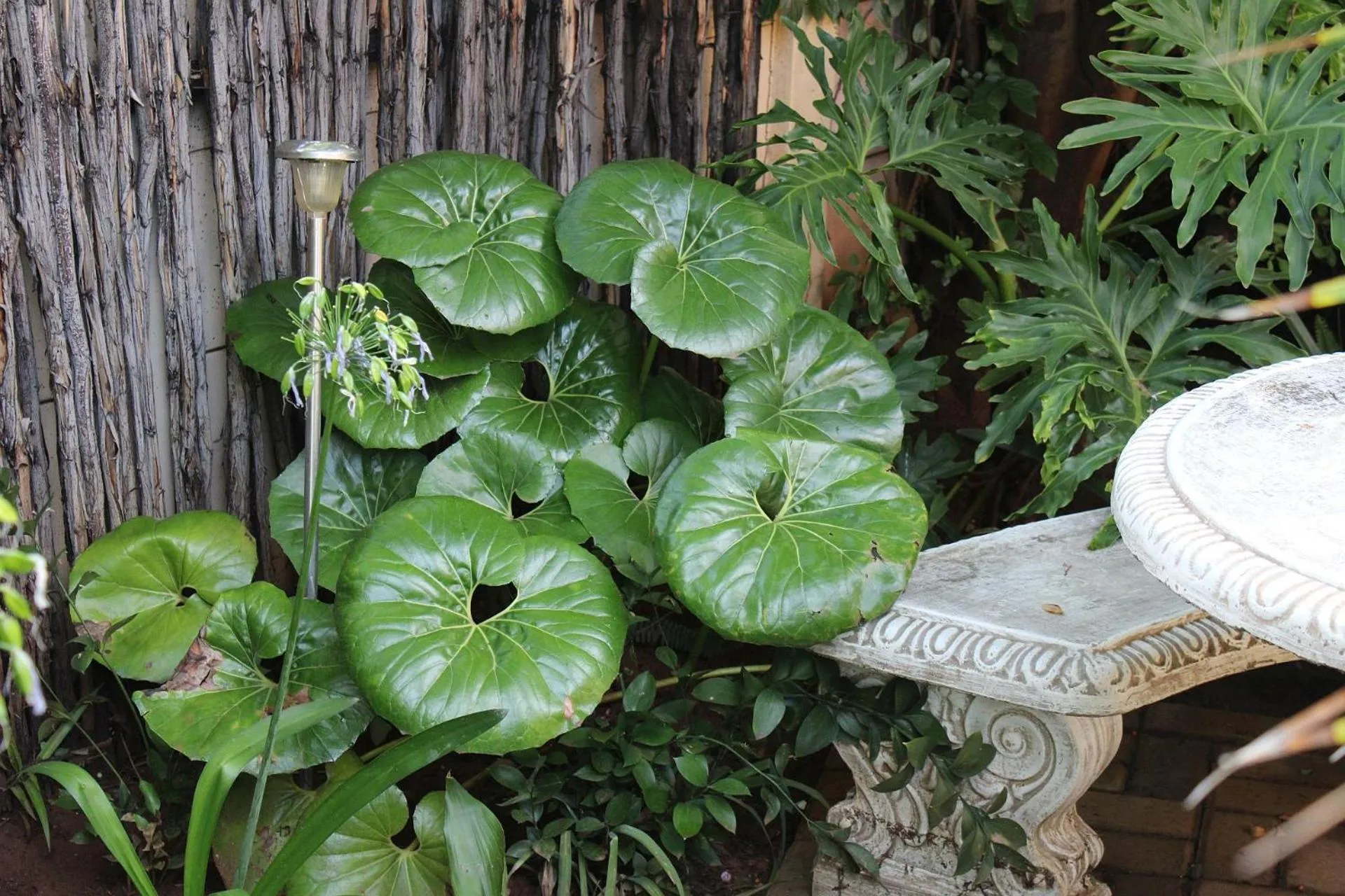 Garden in Ukarimu Guest House