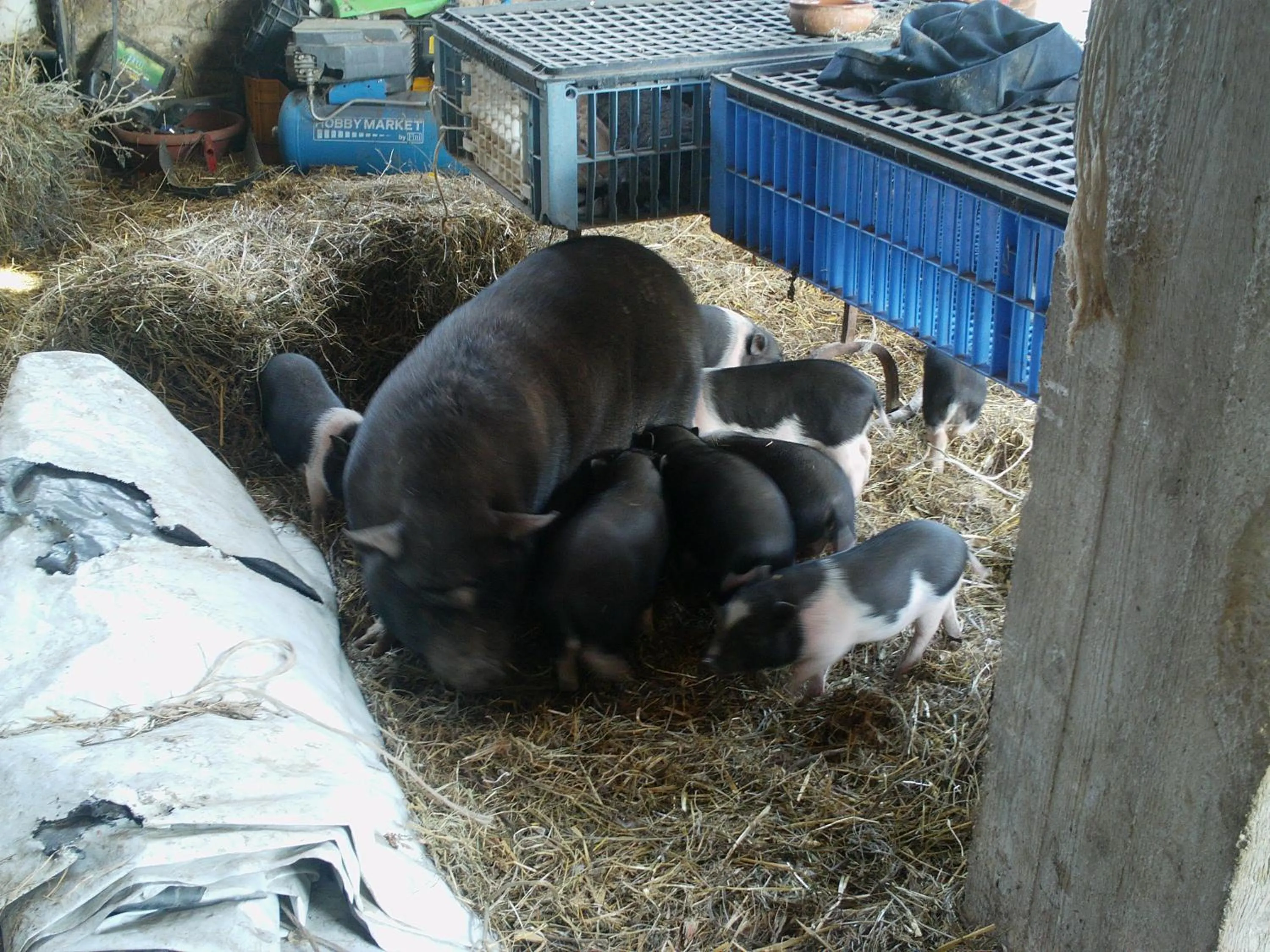 Animals in B&B Da Mariella