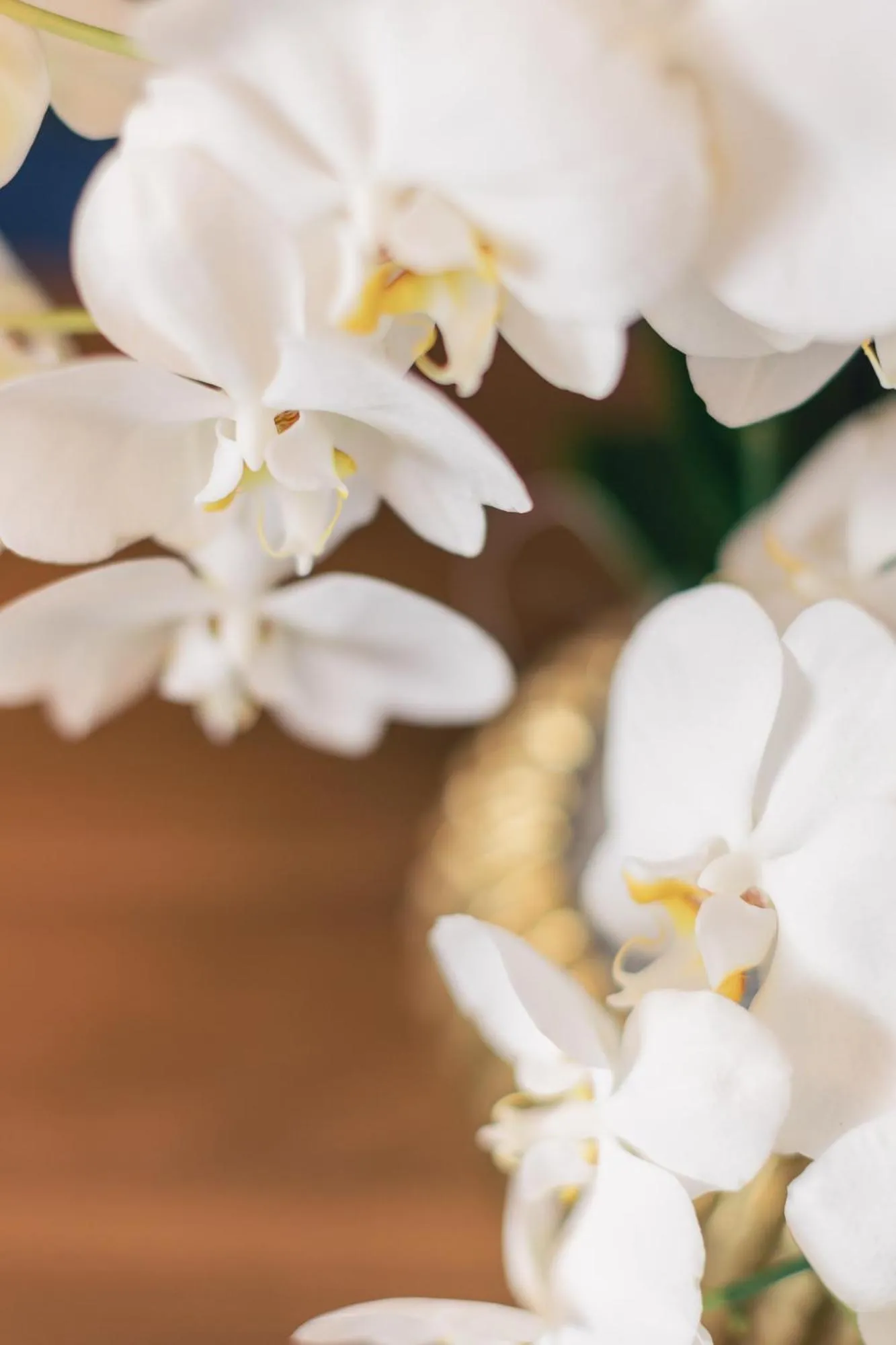 Hotel & Restaurant Rose