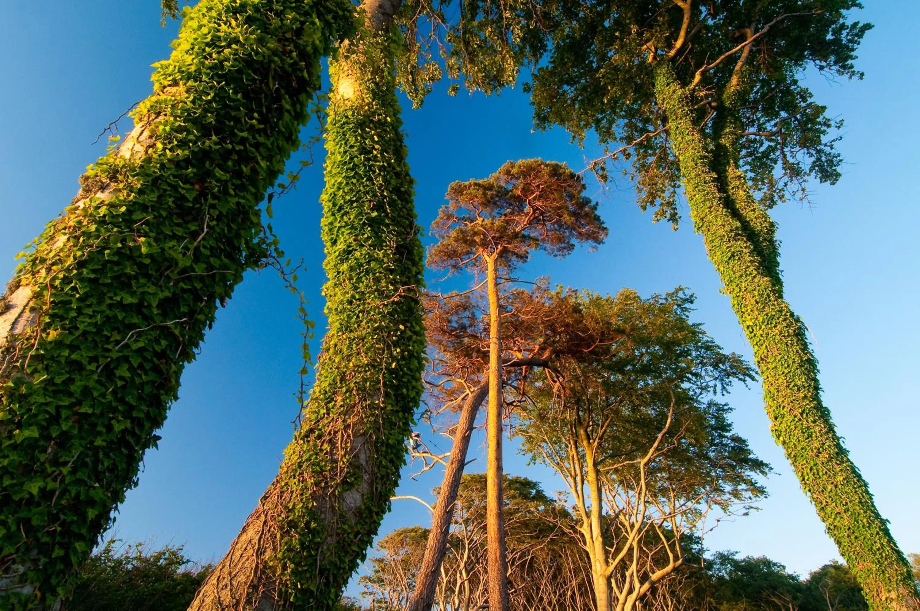Area and facilities in Hotel & Restaurant Seebrücke