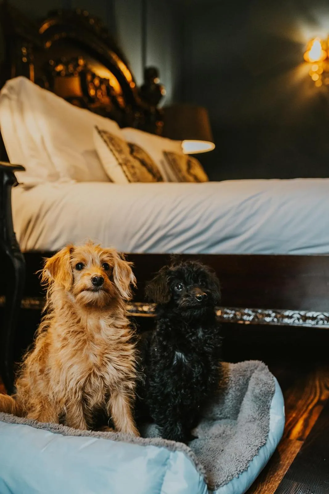 Le Petit Chateau & William de Percy