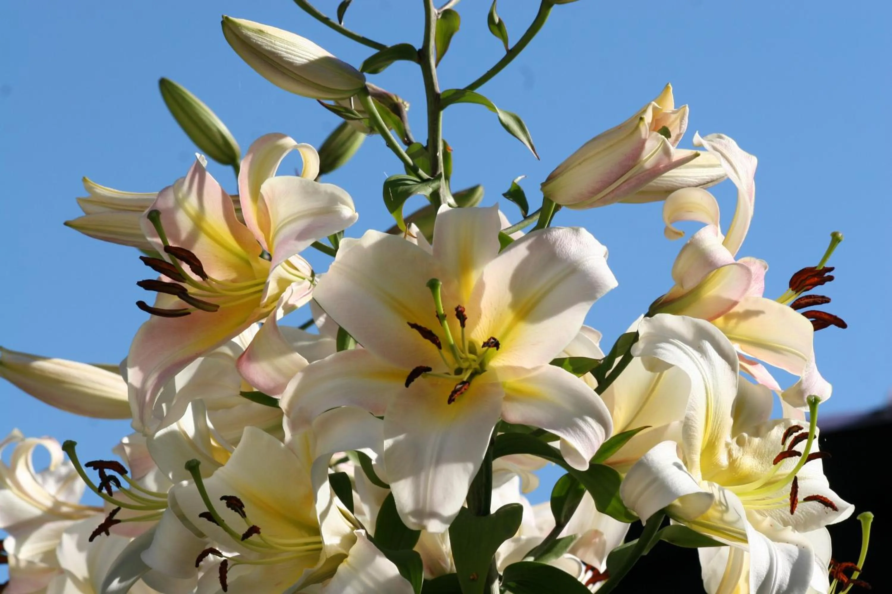 Garden in Les Suites Champenoises
