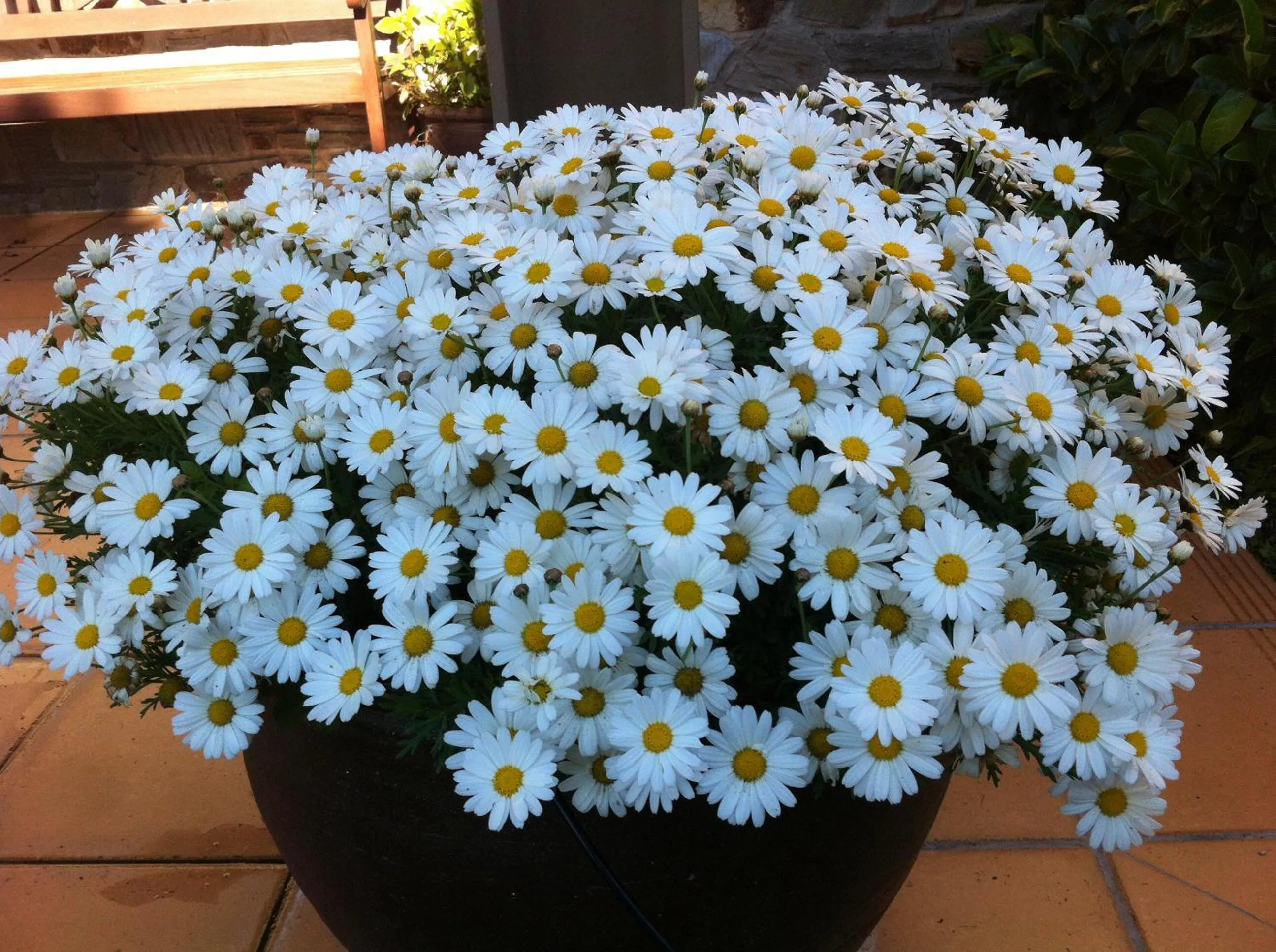 Garden in Les Margarides