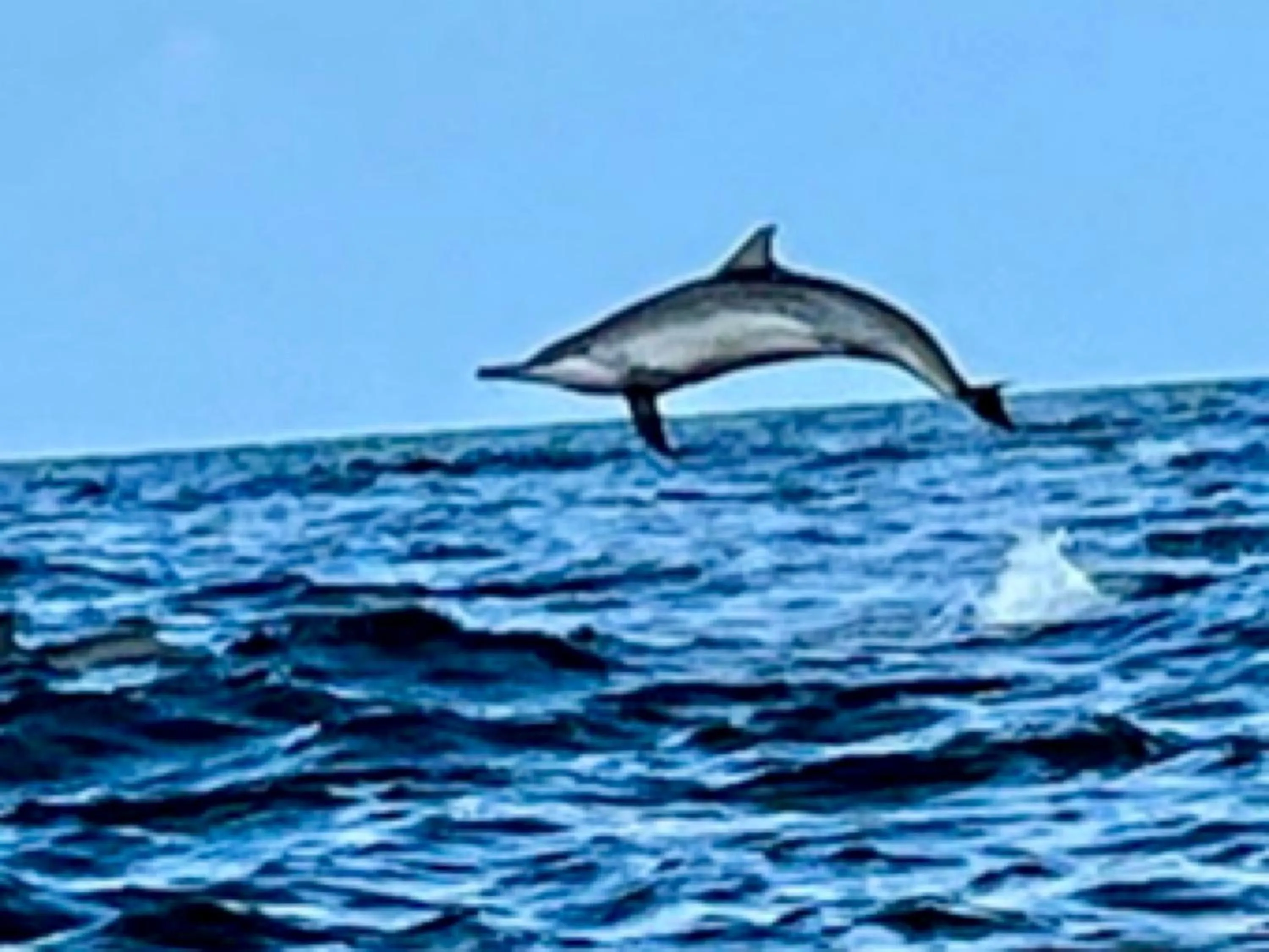 Animals in Valampuri Kite Resort