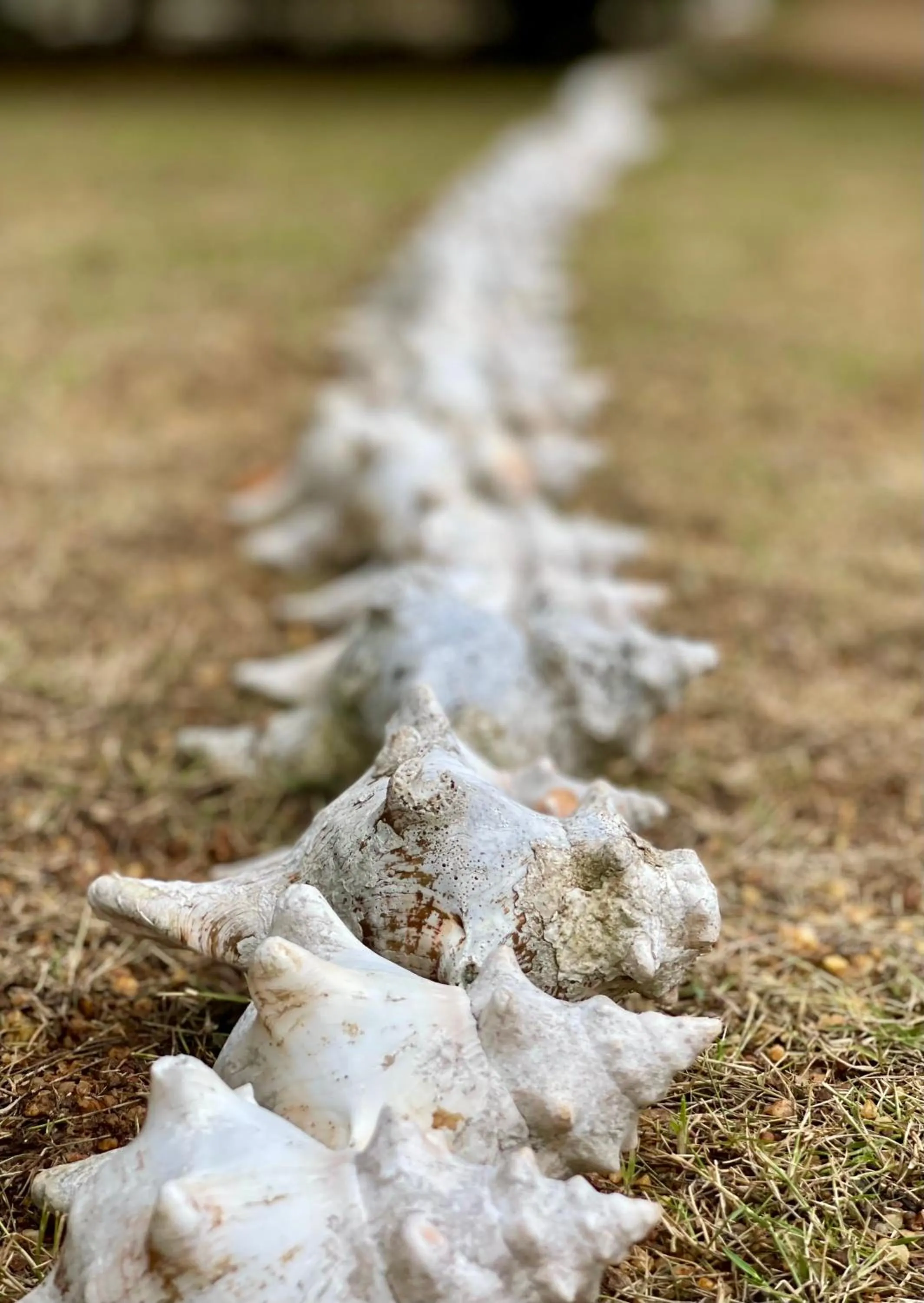 Valampuri Kite Resort