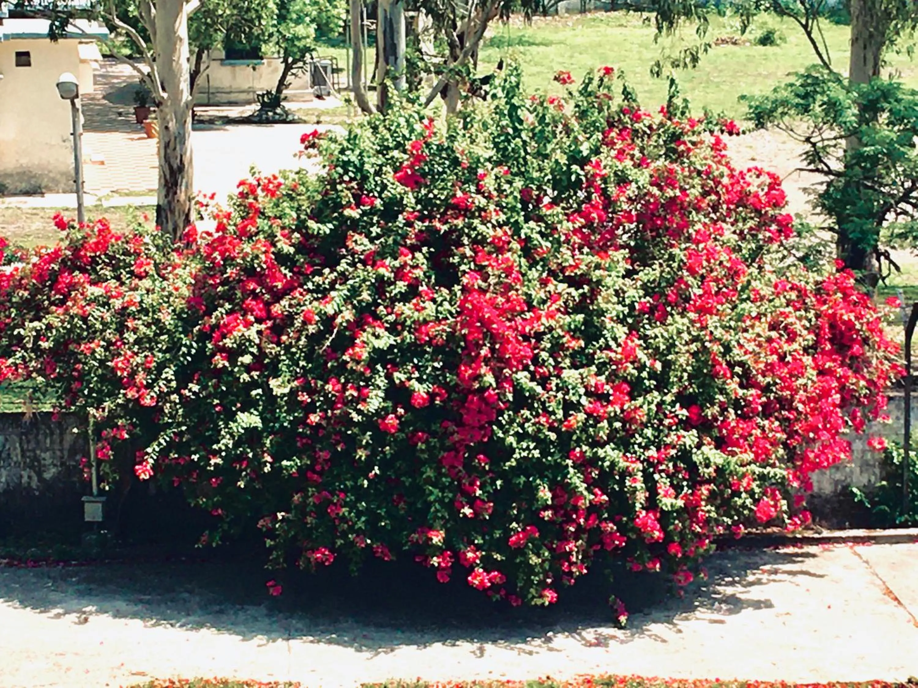 Garden in Hotel Trihari