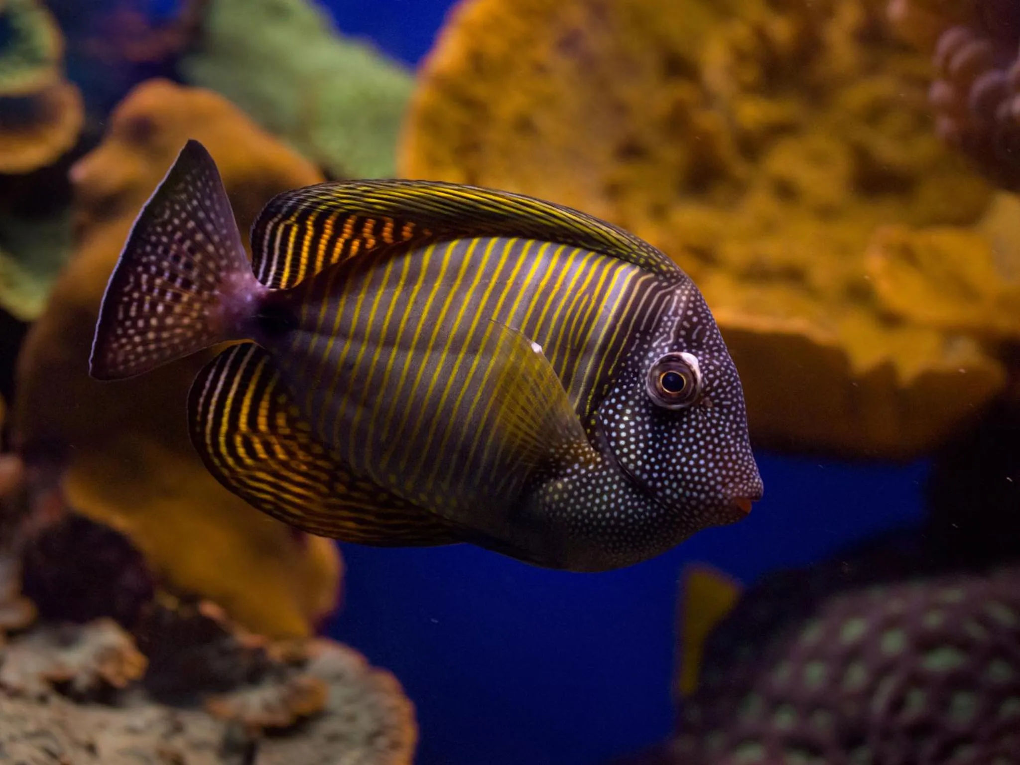 Other in Dan Eilat Hotel