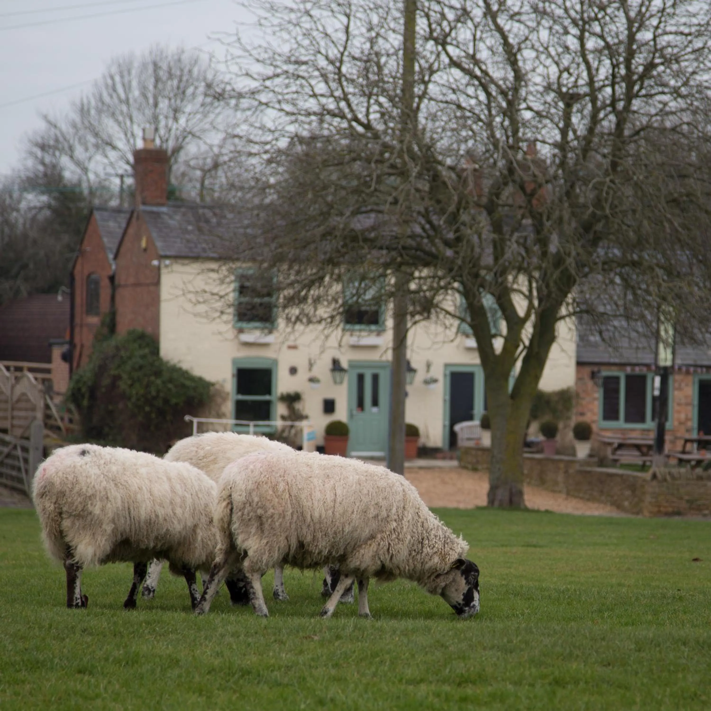 Animals in The Norman Knight Whichford