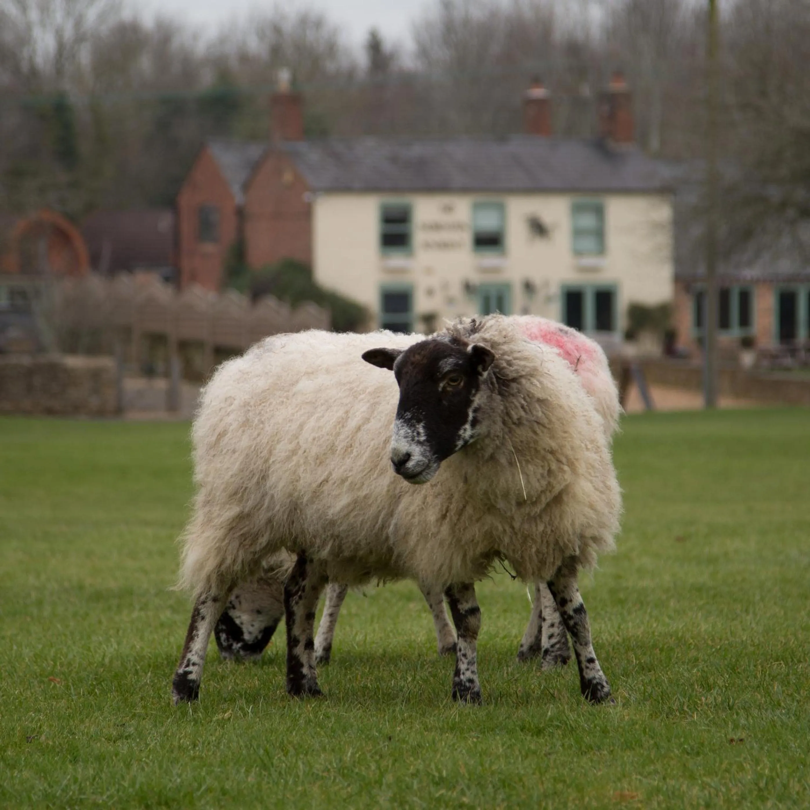 Animals in The Norman Knight Whichford