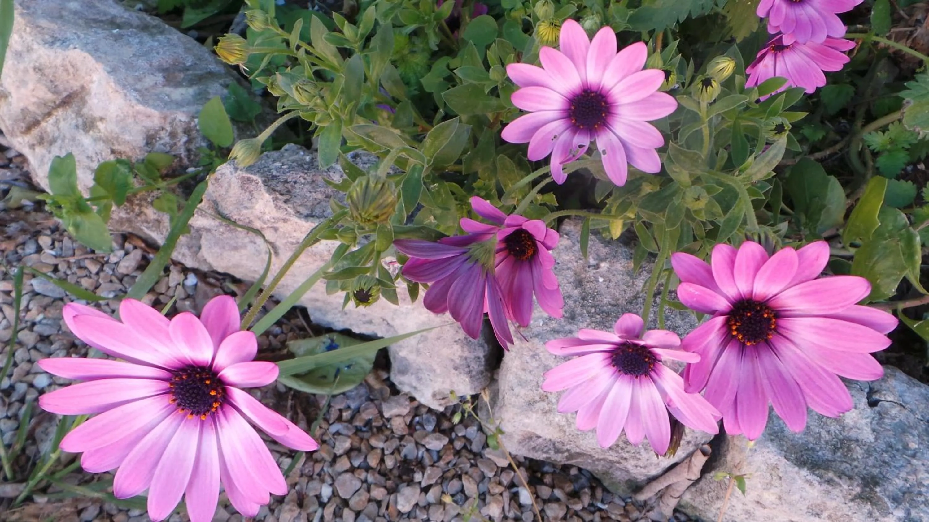 Garden in Oasi Ottocento