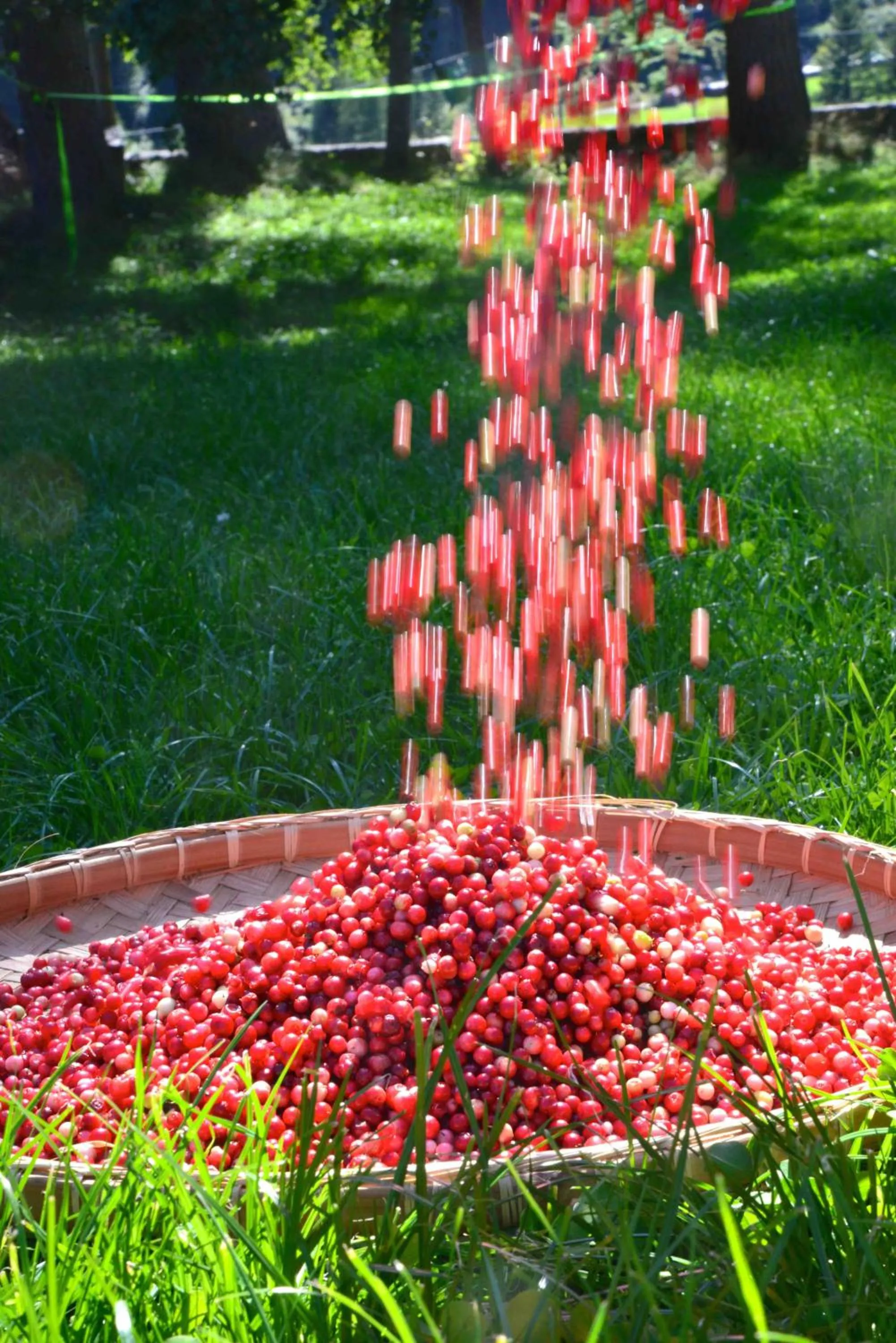 Activities in Il Cortese