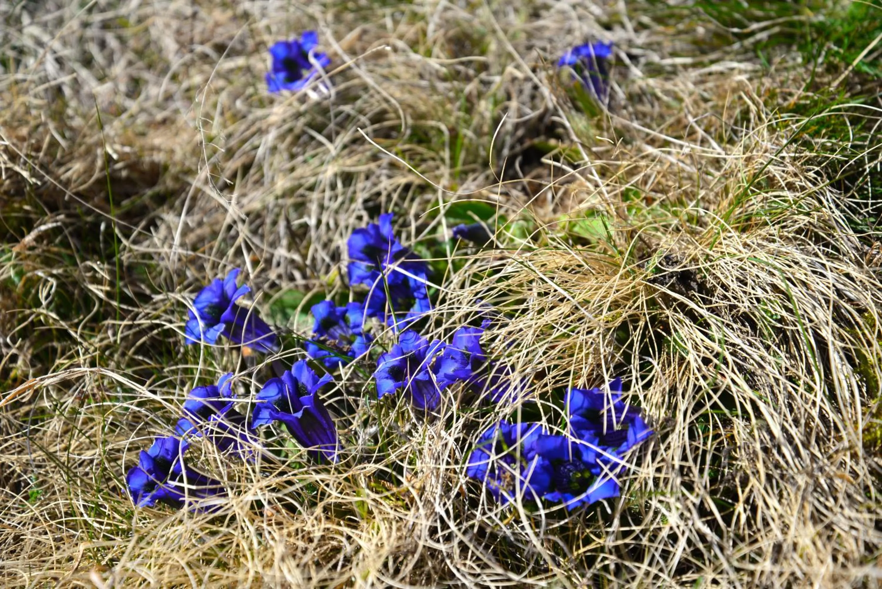 Spring in Il Cortese