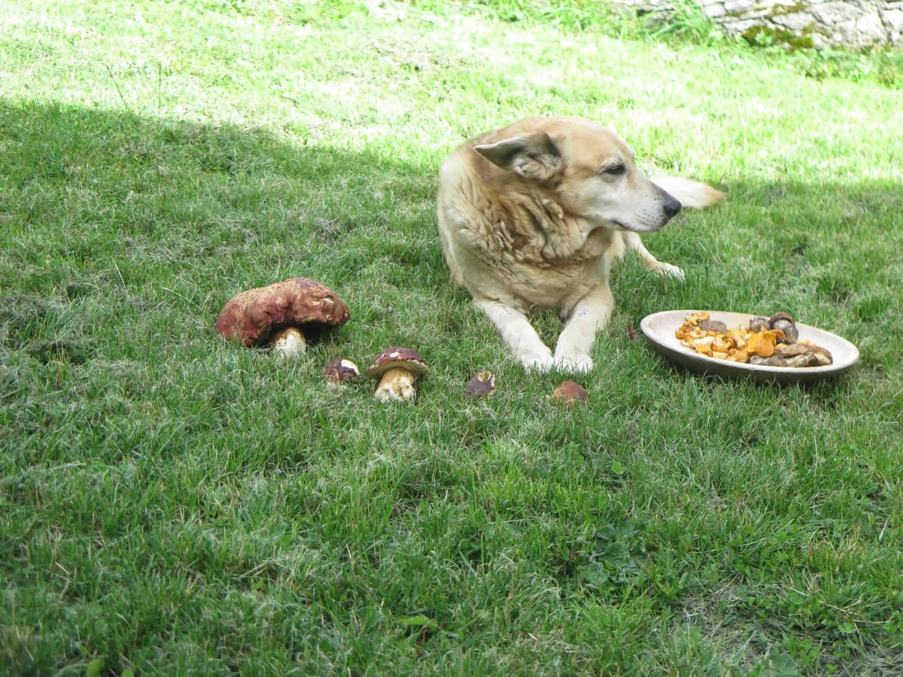 Activities in Il Cortese