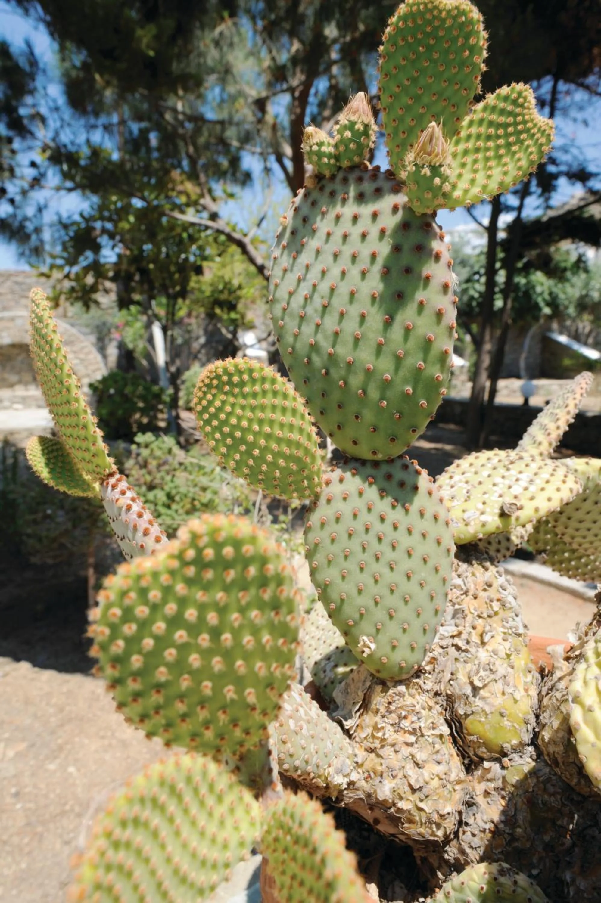 Garden in Kamari Hotel