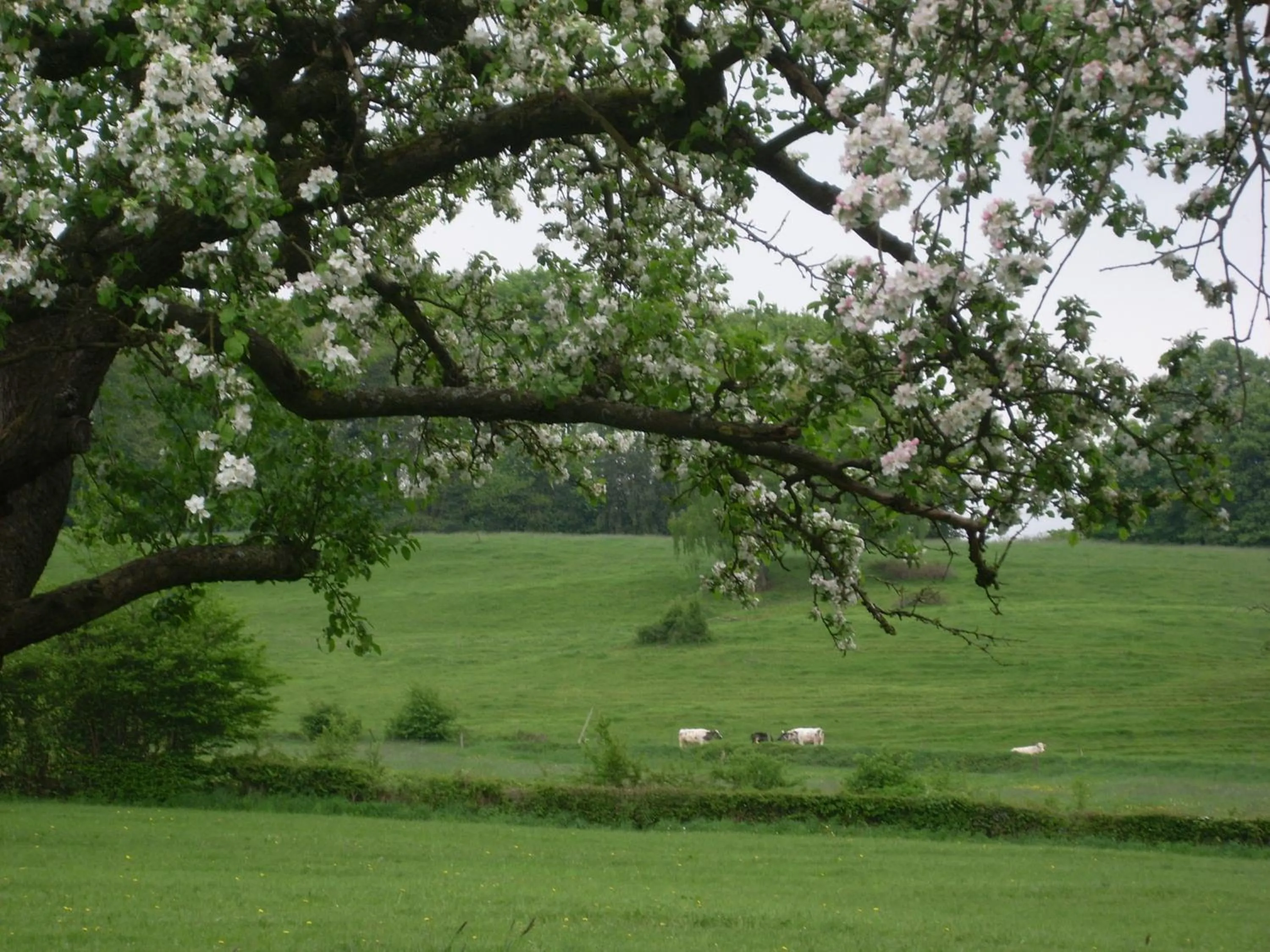 Natural landscape in Du Coté de chez Jeanne, Suite