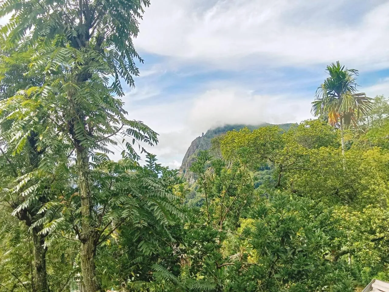 Maple home stay and cottage