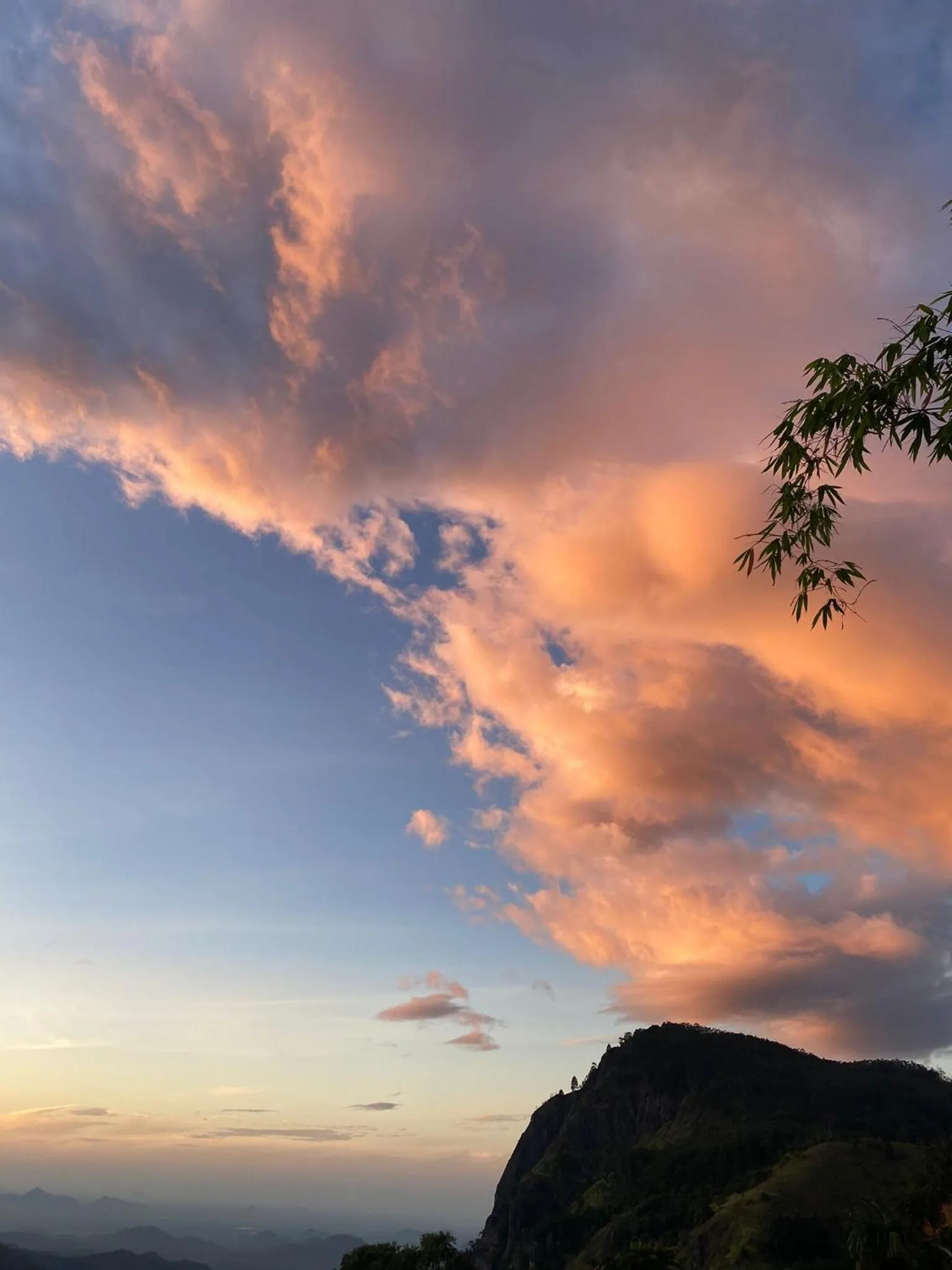 Maple home stay and cottage