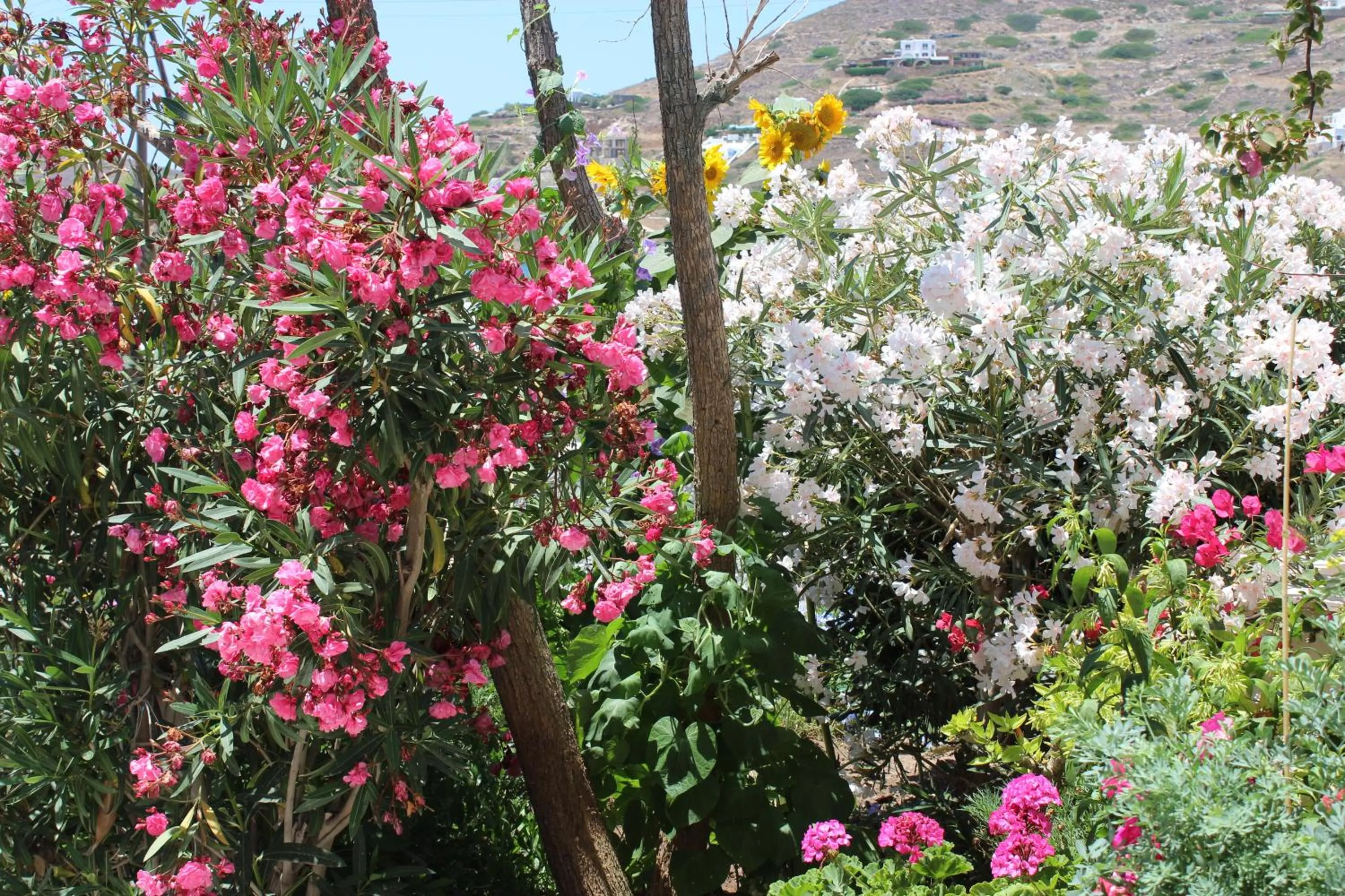 Garden in Mare Monte
