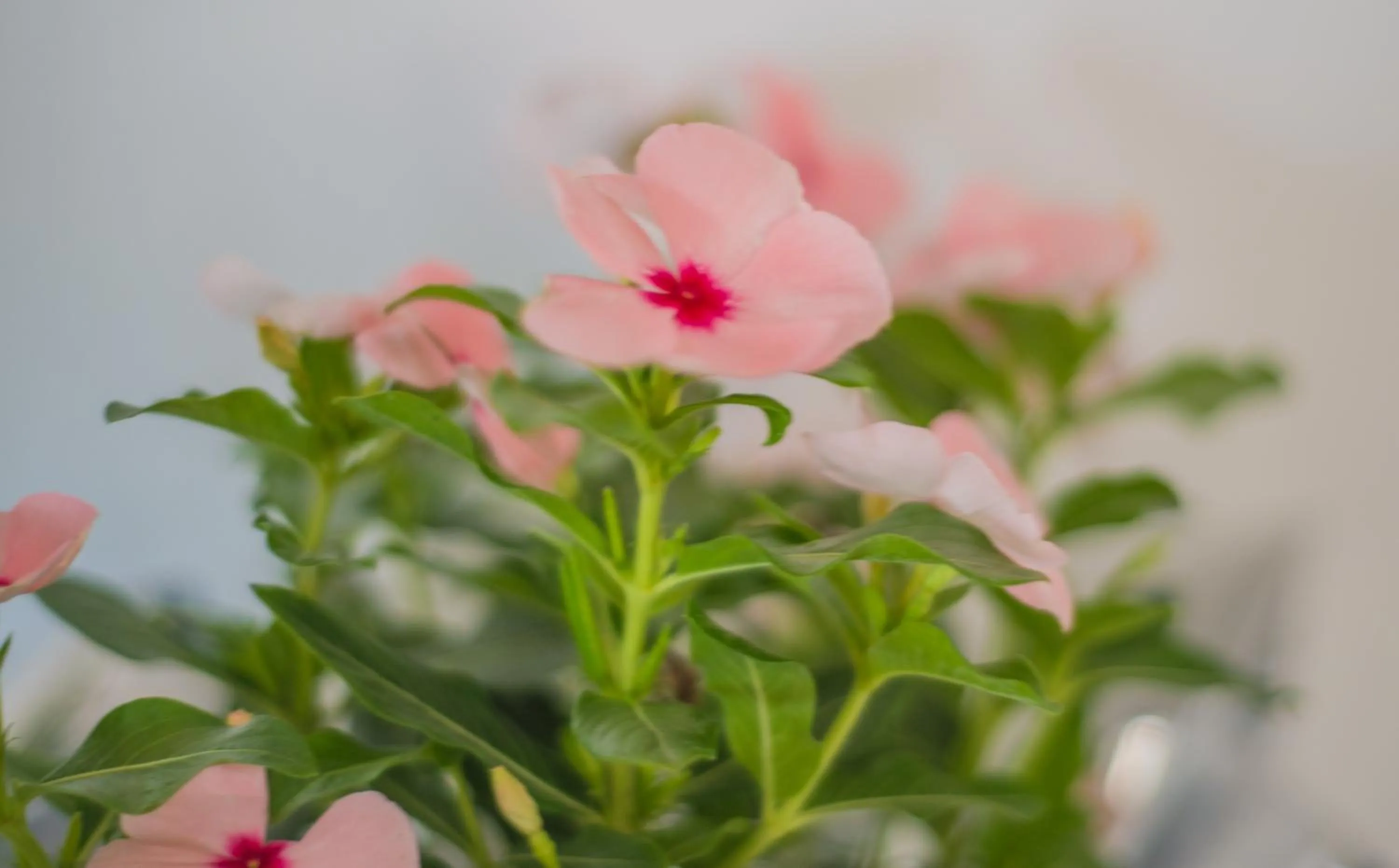 Decorative detail in Ostria Hotel & Apartments