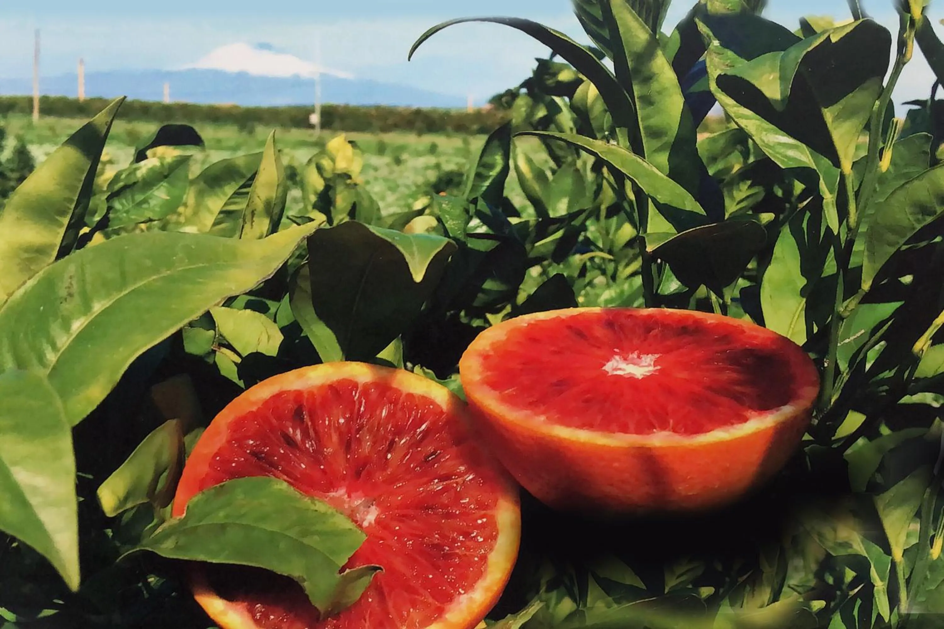 Off site in Villa Teresa B&B