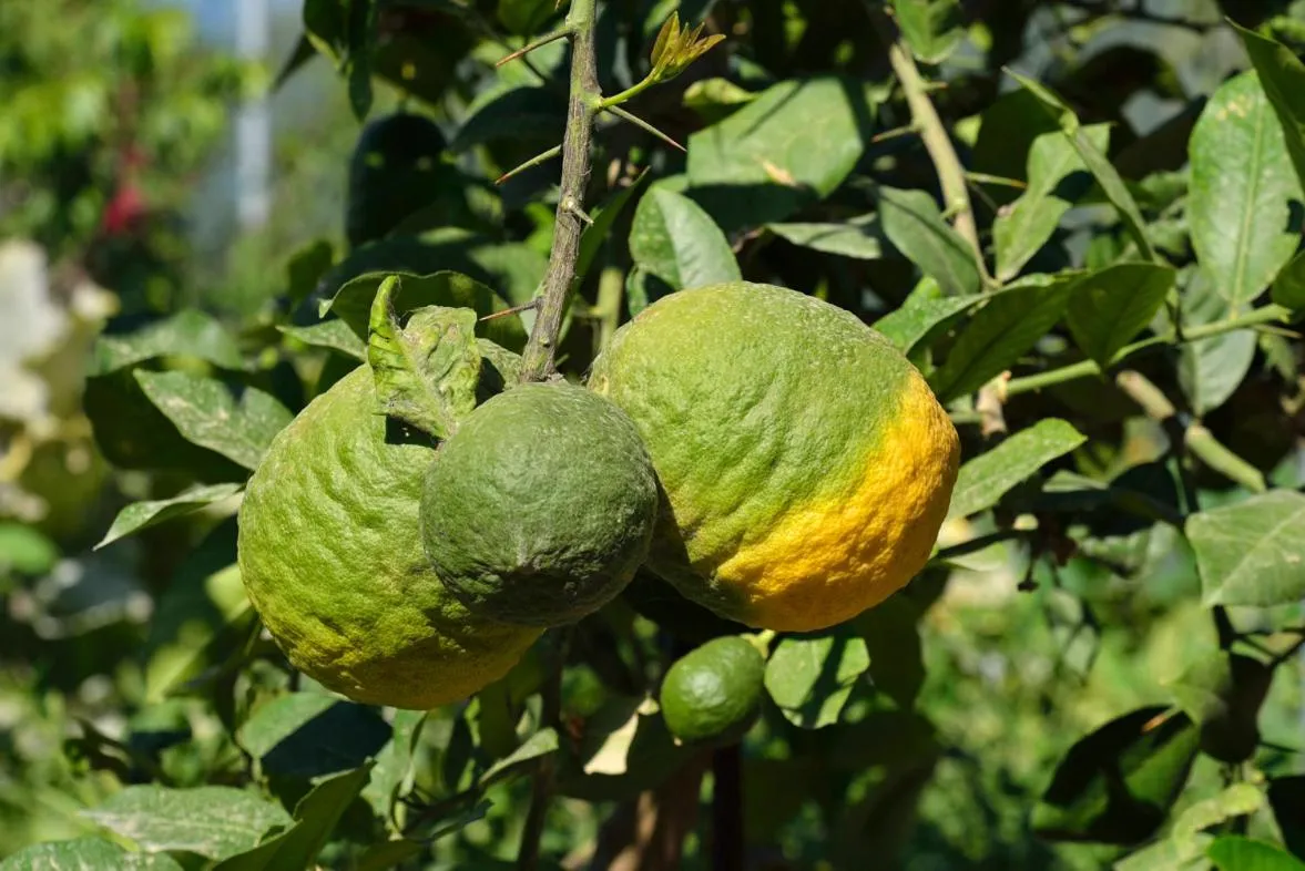 Garden in Astir Of Naxos