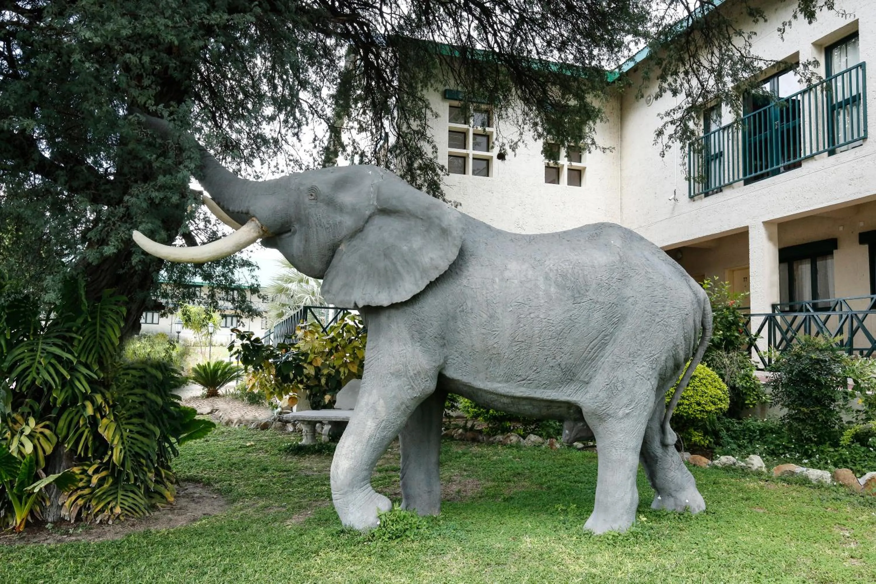 Garden in Maun Lodge