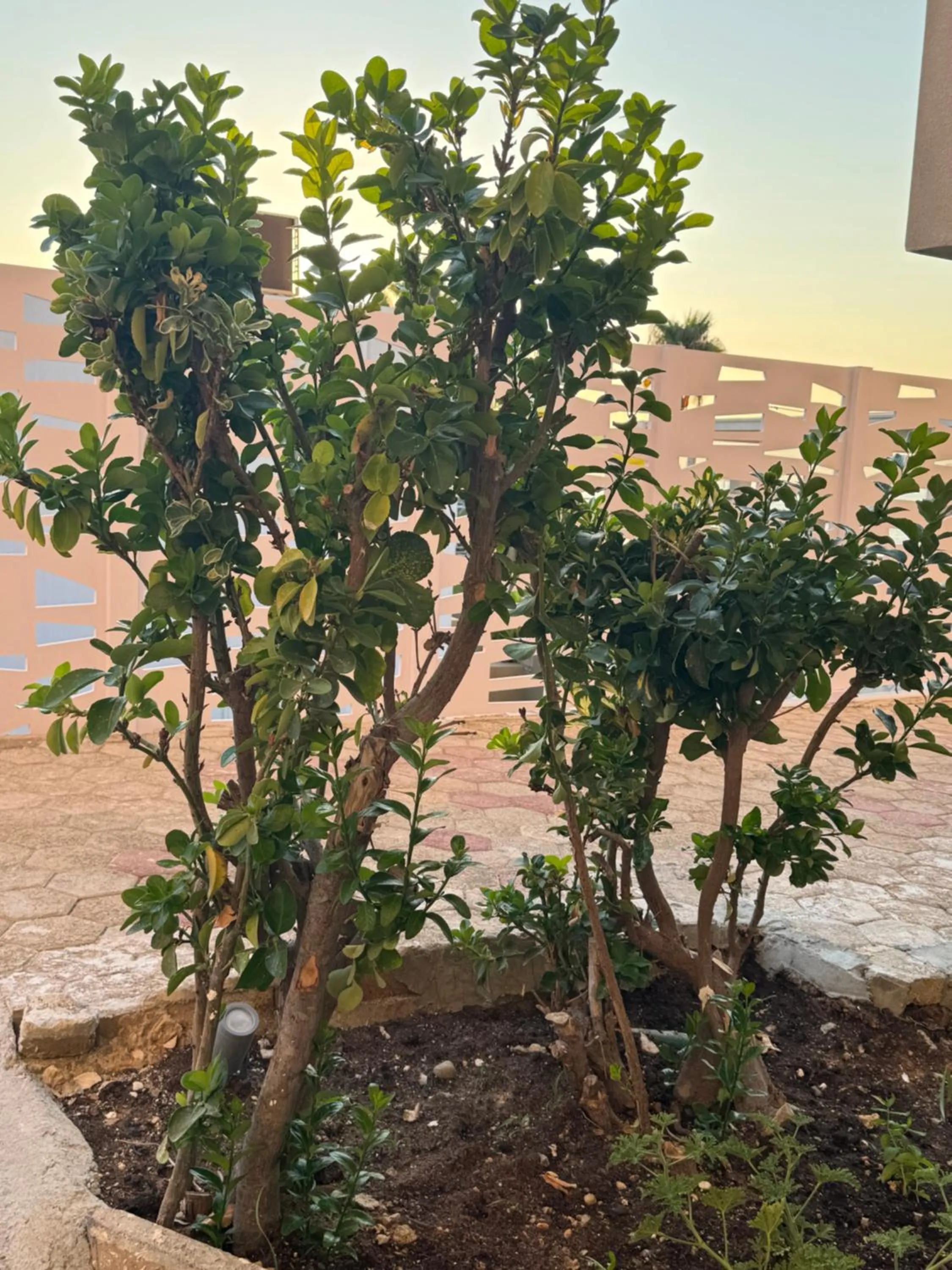 Garden in Τhe Noverian Antama Organic Beach Resort Chania