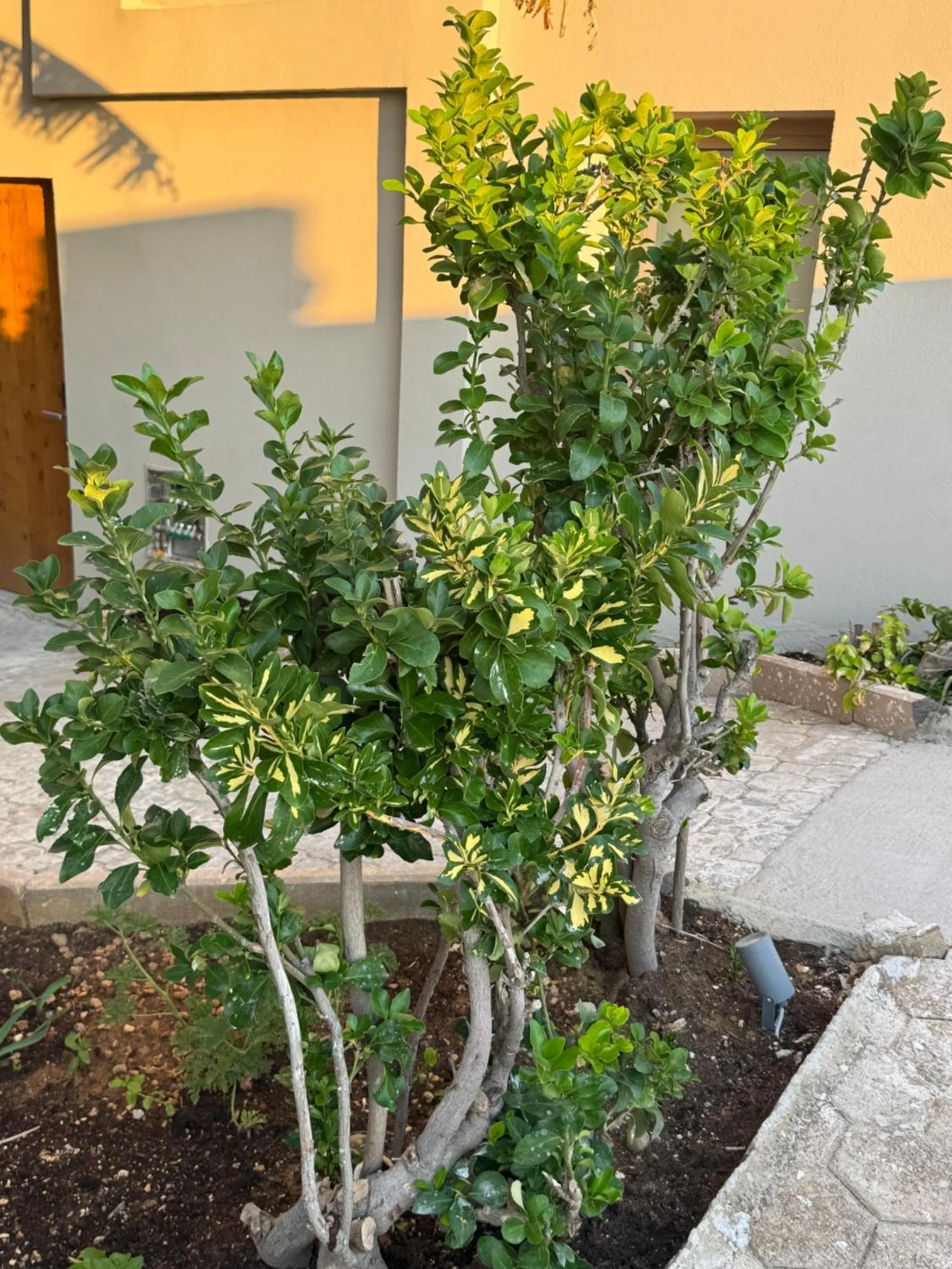 Garden in Τhe Noverian Antama Organic Beach Resort Chania