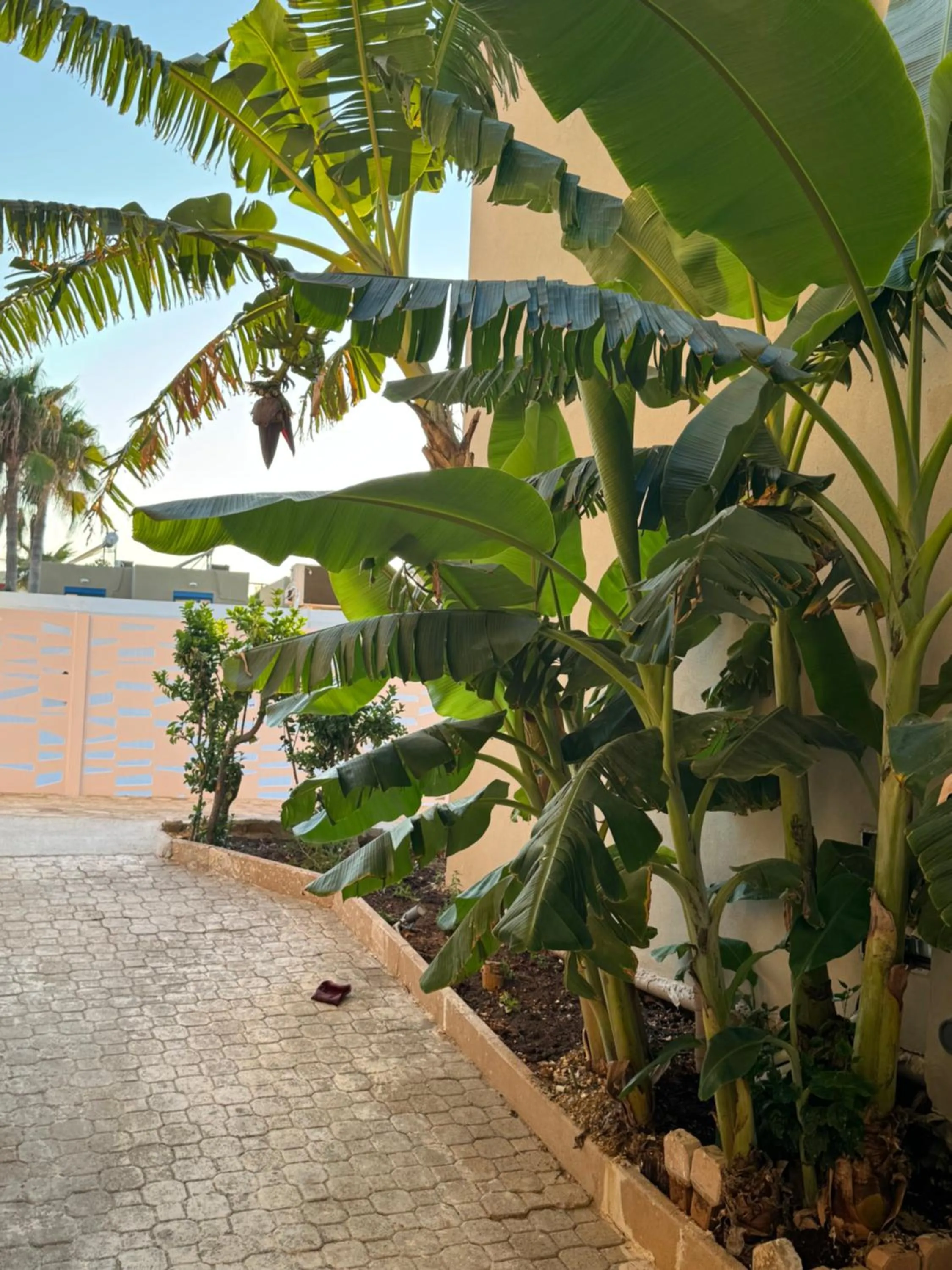 Garden in Τhe Noverian Antama Organic Beach Resort Chania