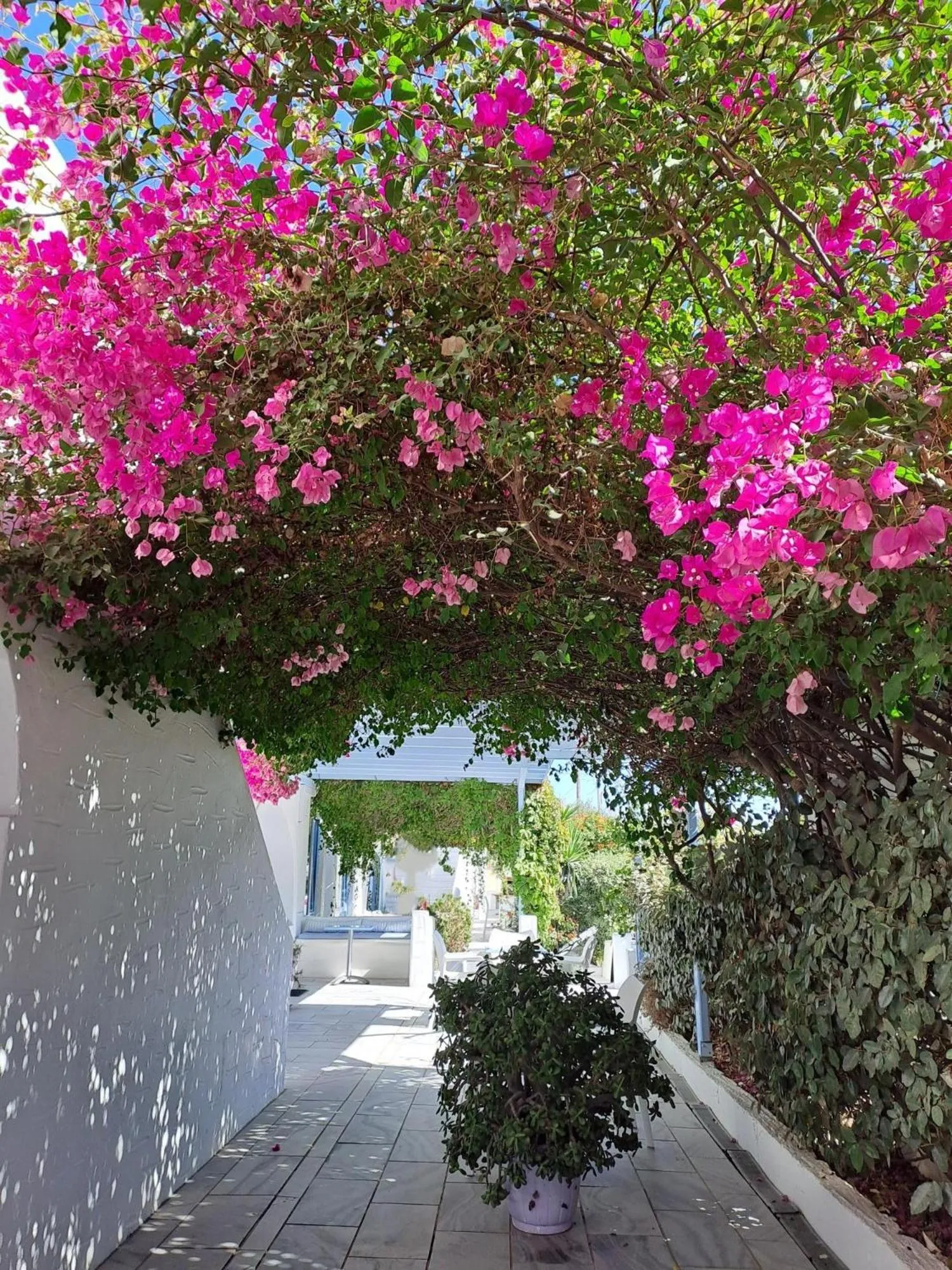 Garden in Stratos Apartments & Studios