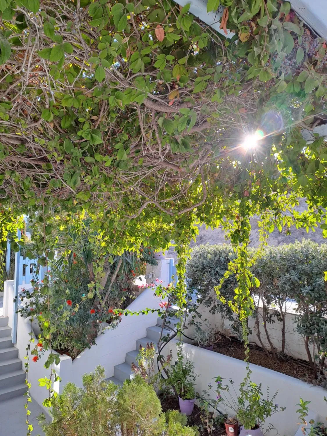 Garden in Stratos Apartments & Studios