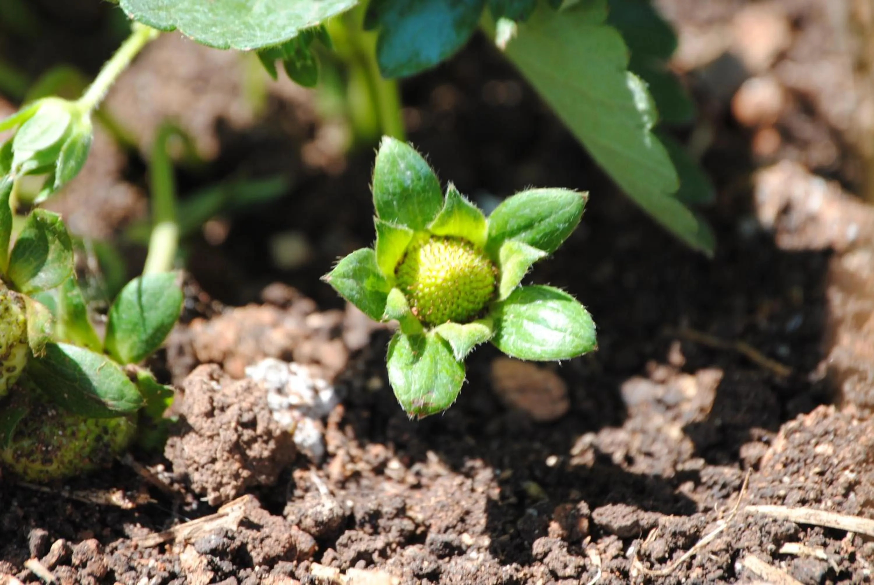 Food close-up in Elounda Solfez Villas