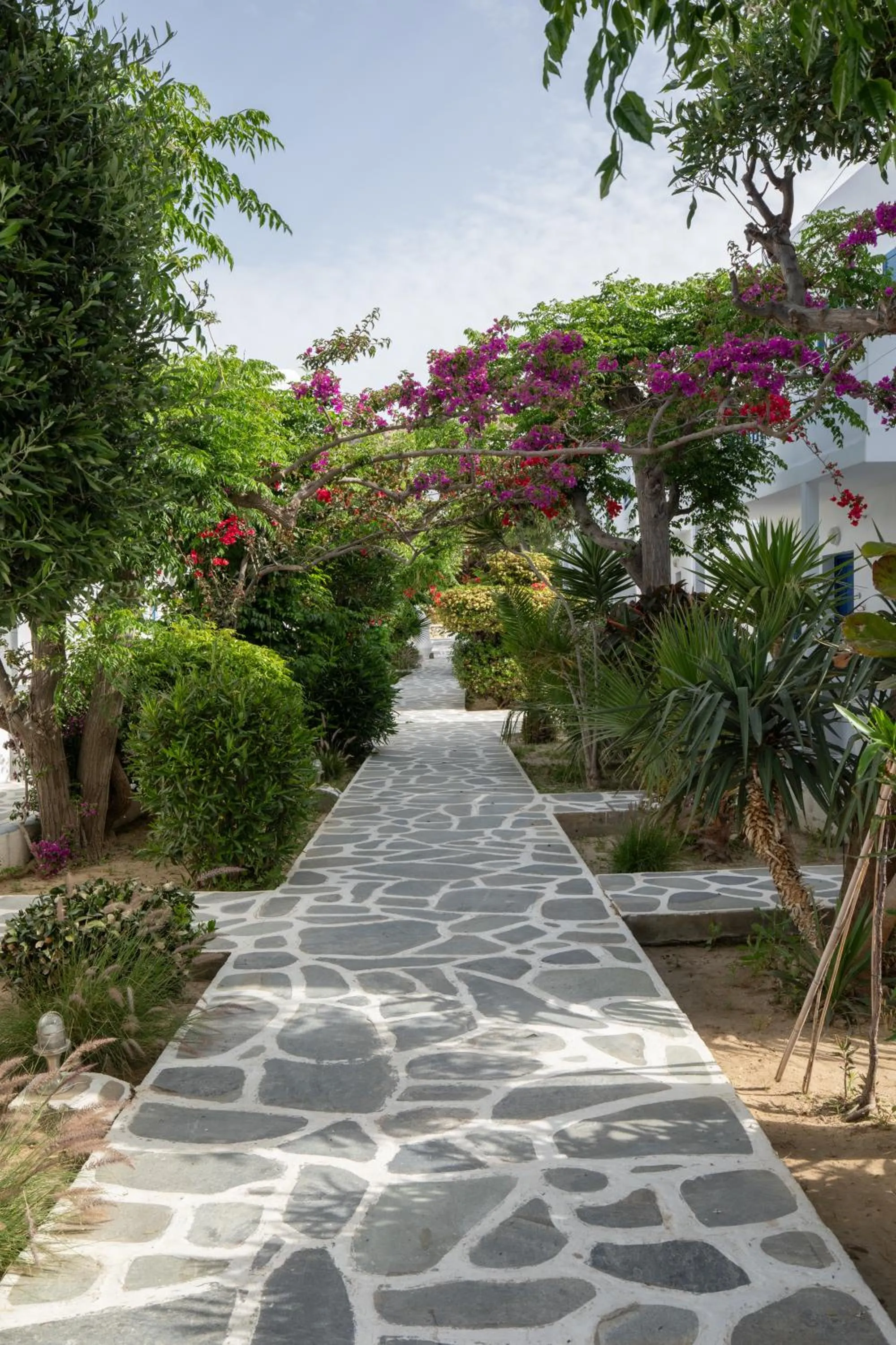 Spring in Acrogiali Beachfront Hotel Mykonos