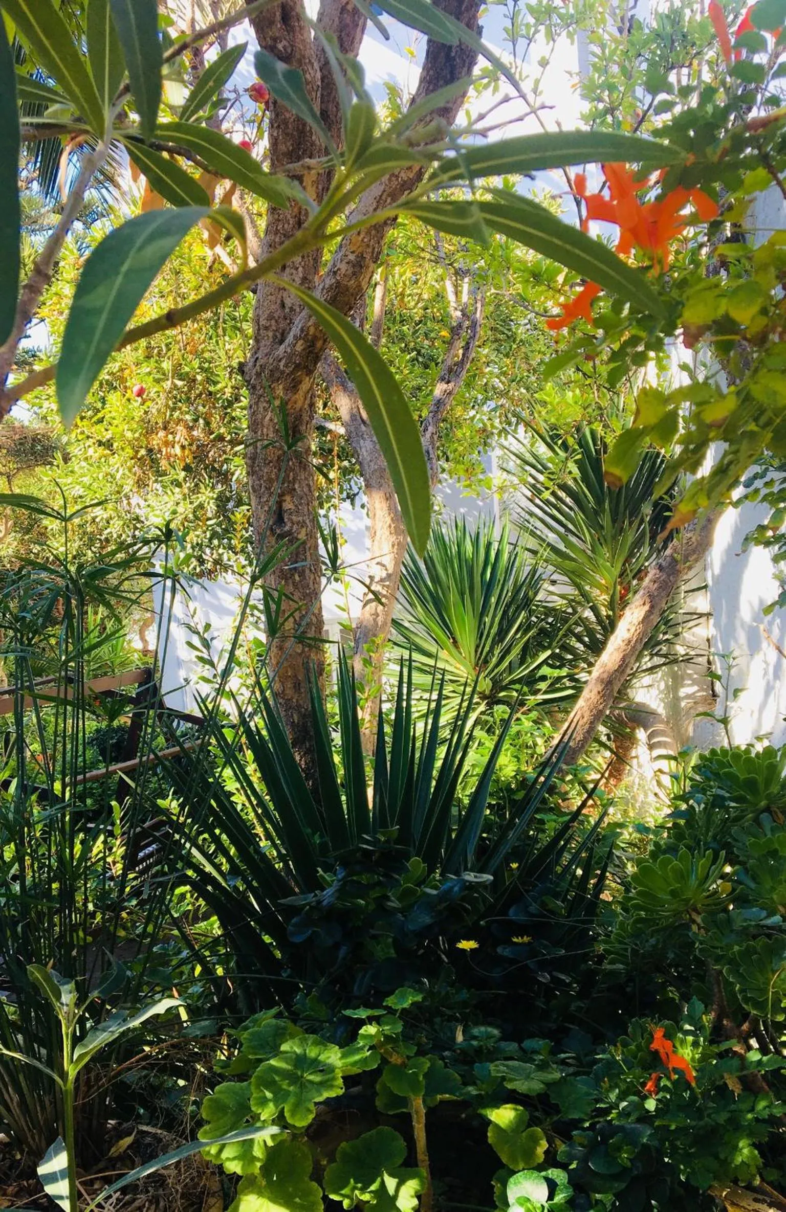 Garden in Matina Hotel