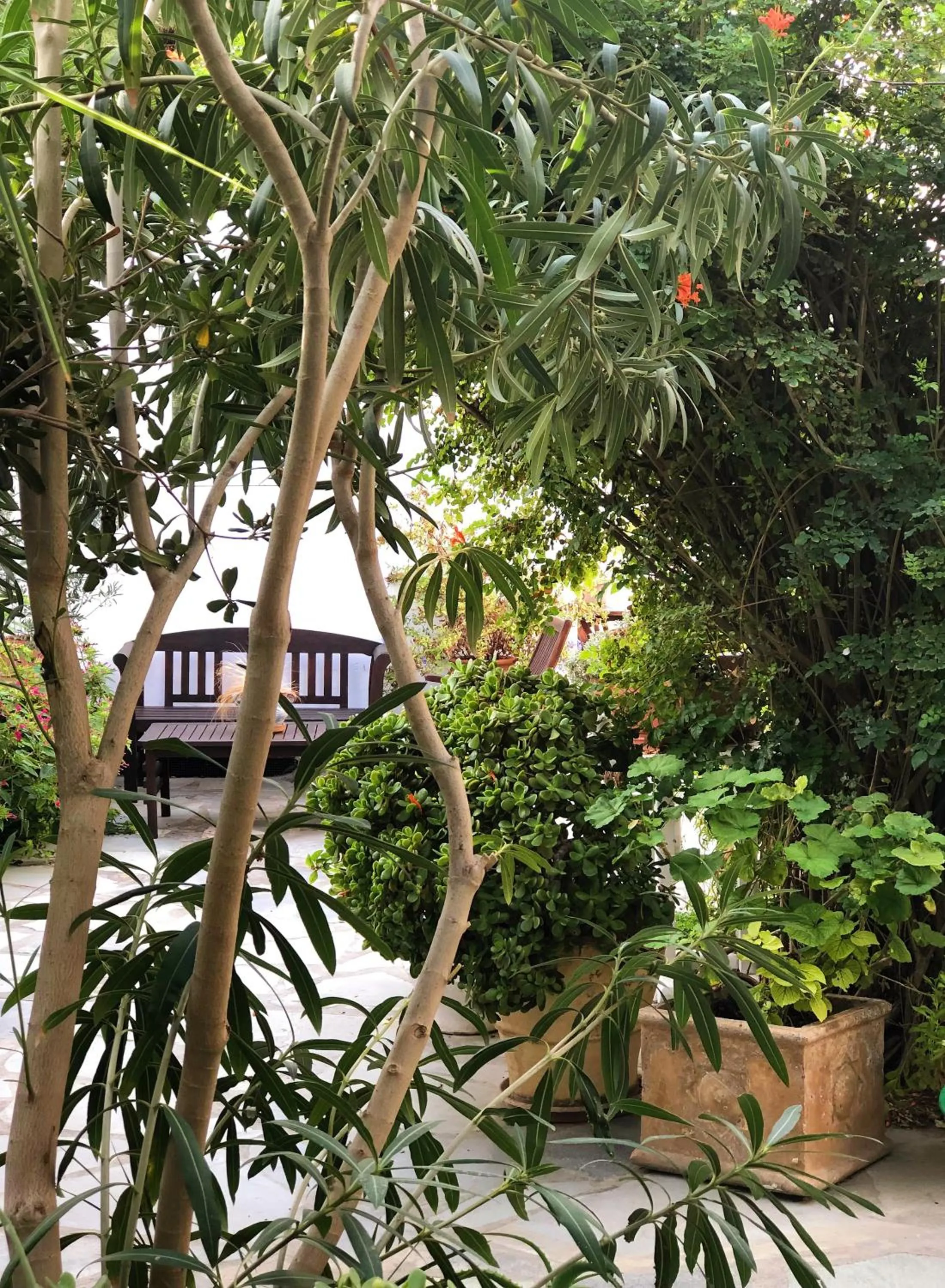 Garden in Matina Hotel