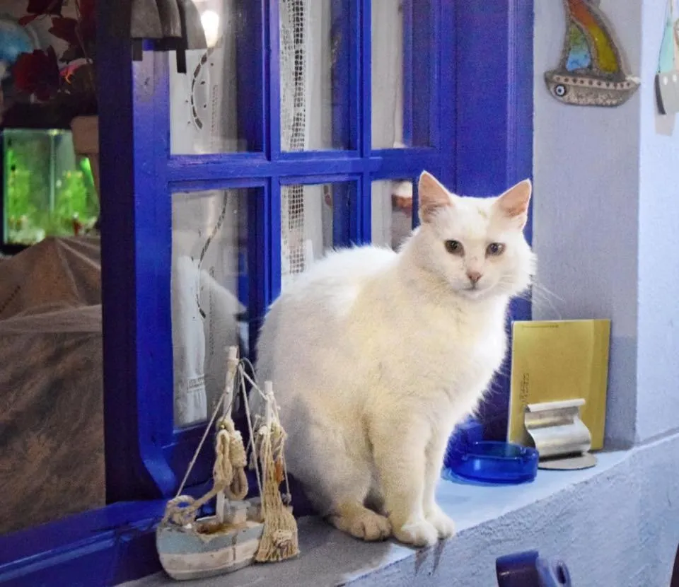 Pets in Sergiani Garden Hotel Apartments