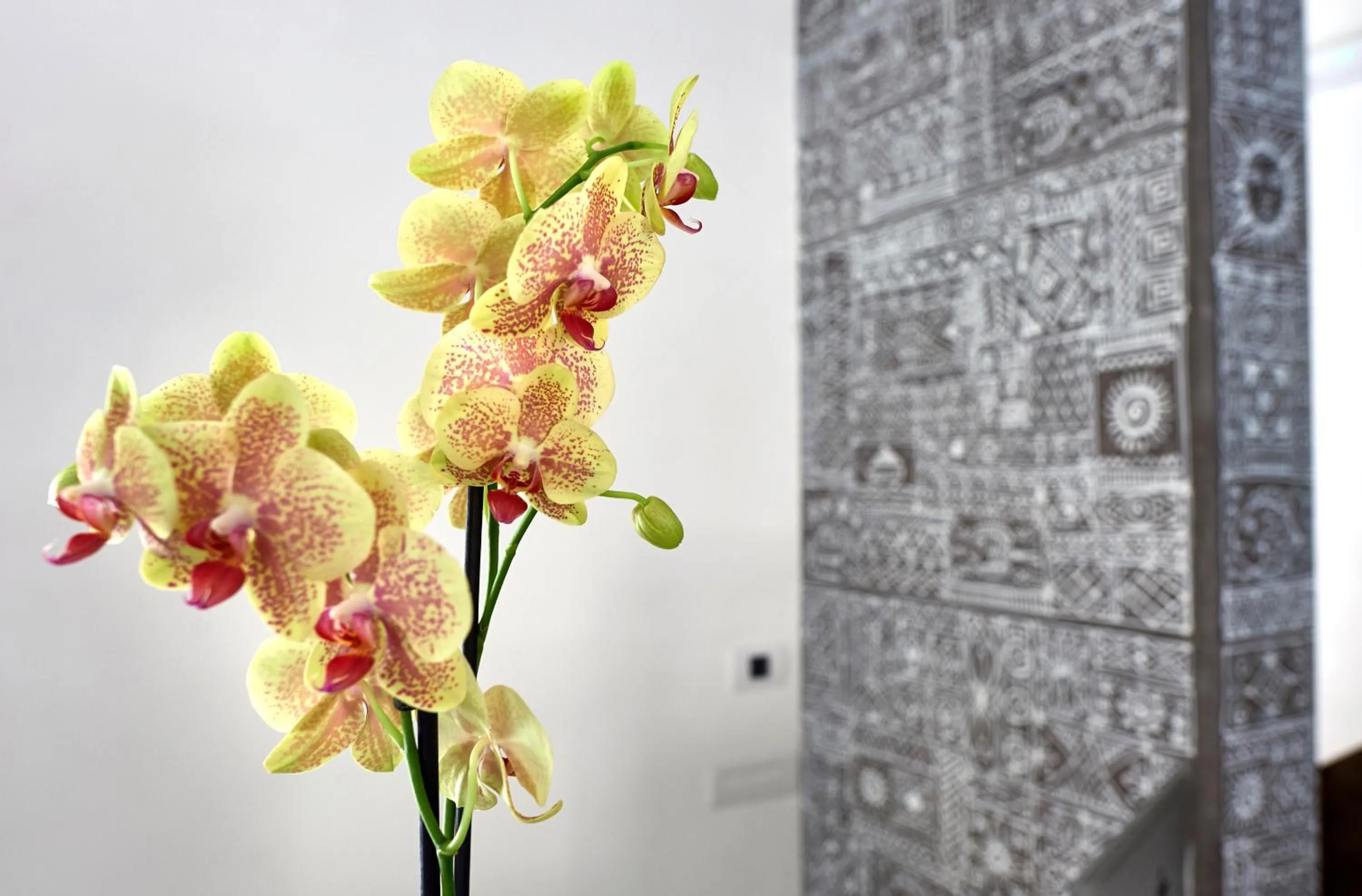 Other in Sopra Le Mura