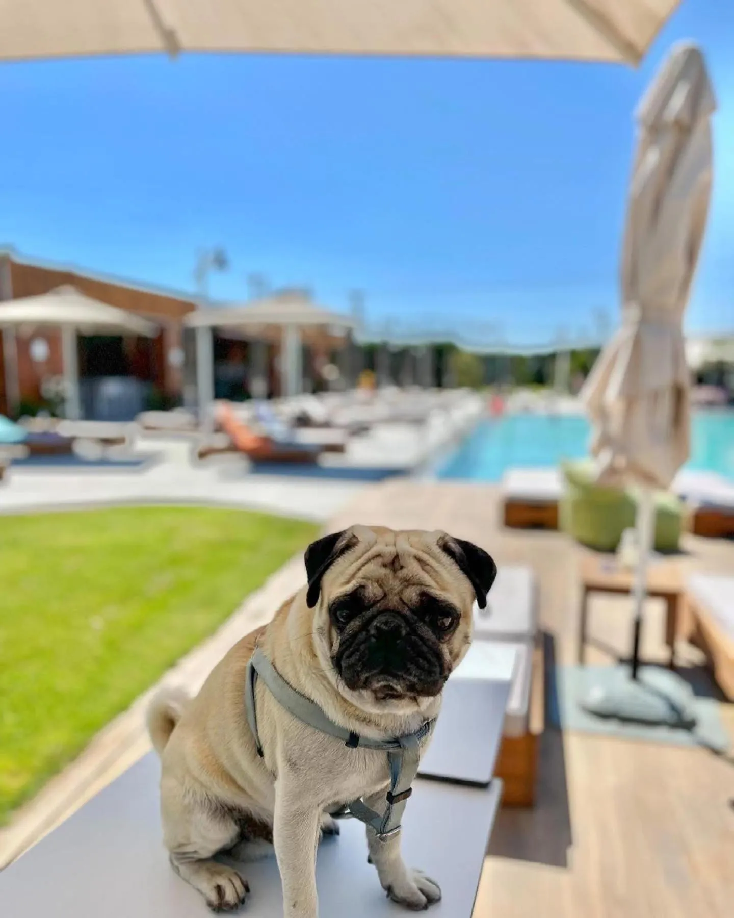 Pets in Perinthos Hotel